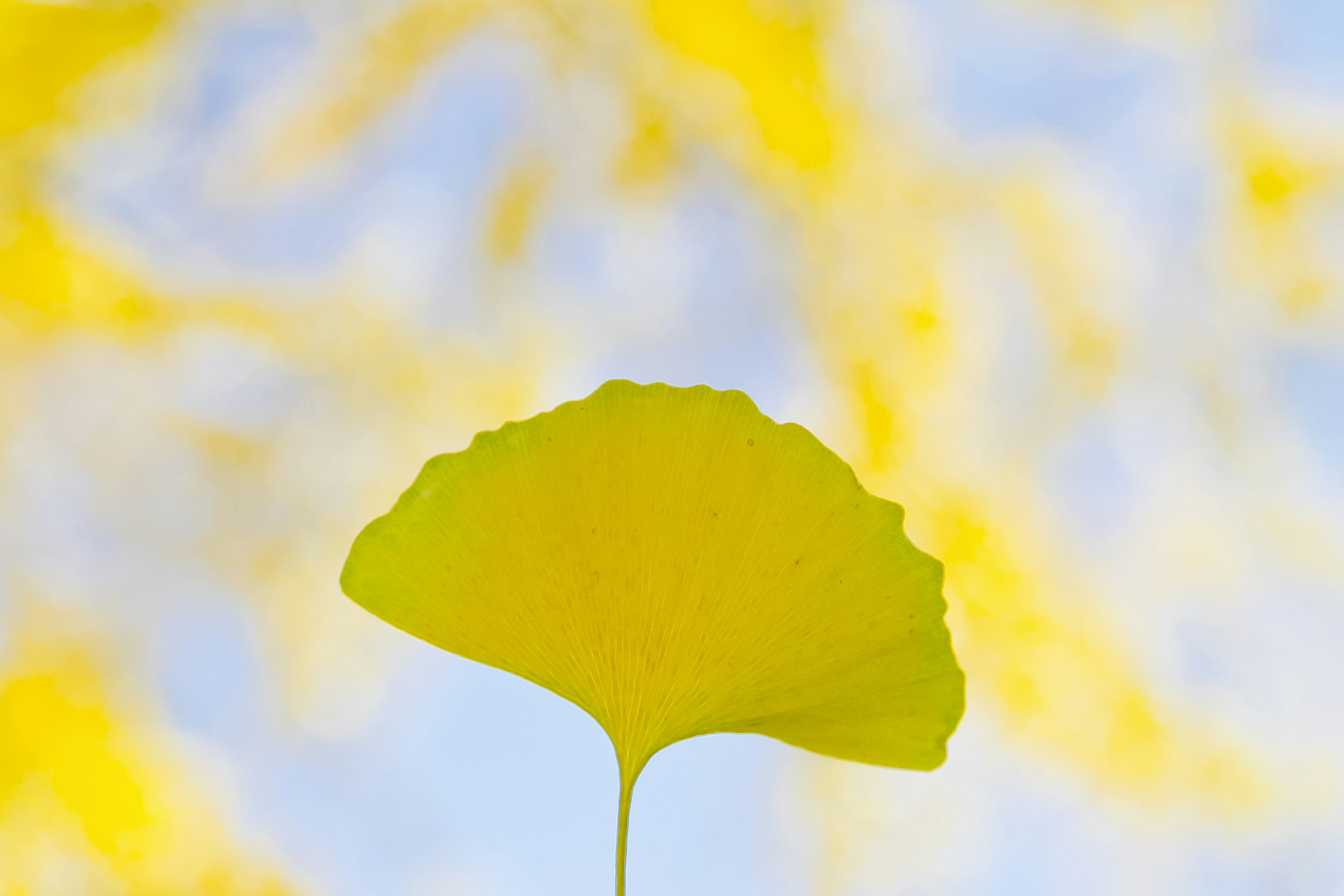 Sebuah daun ginkgo kuning di latar belakang biru