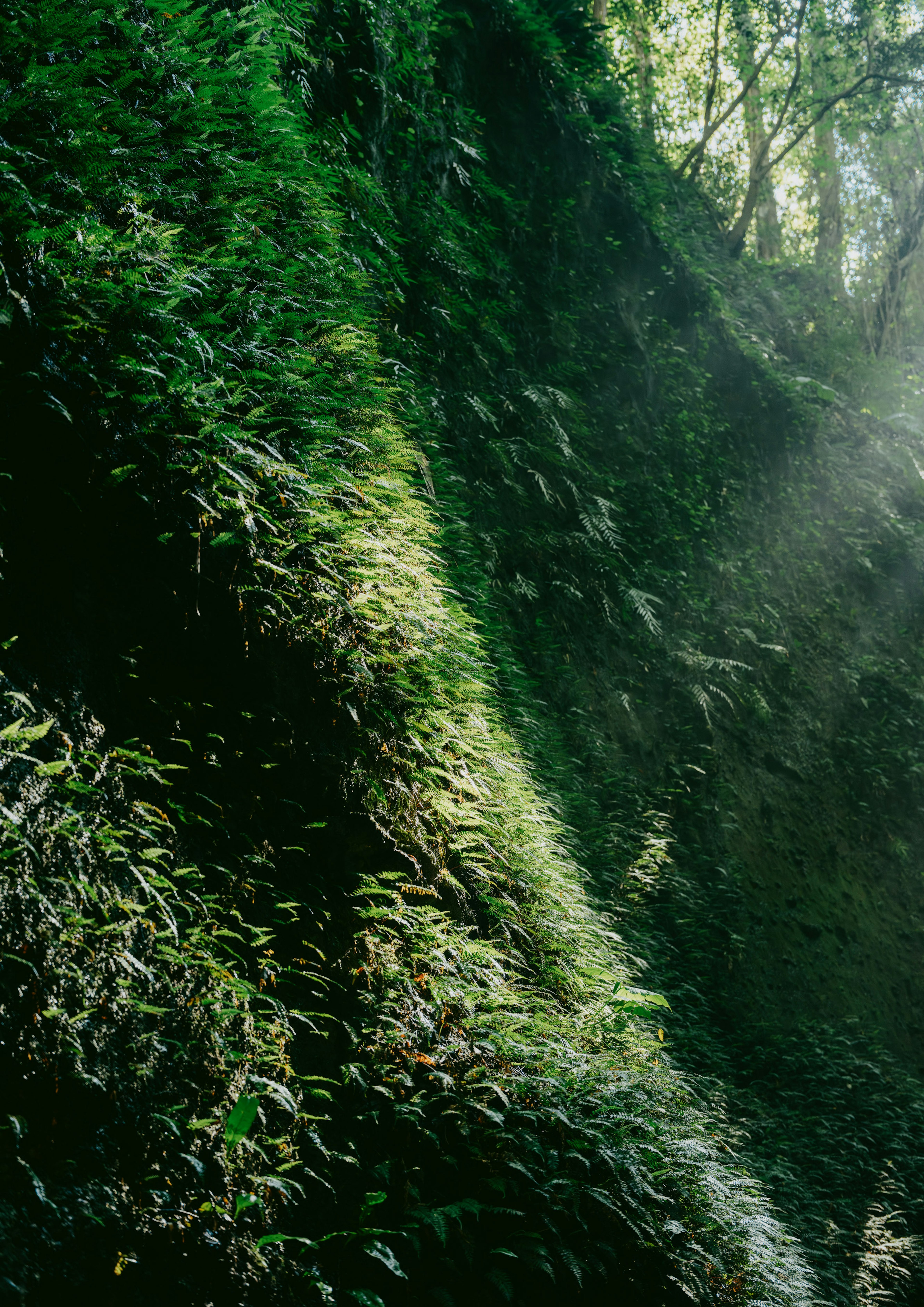 Scena di foresta verdeggiante con luce solare che filtra