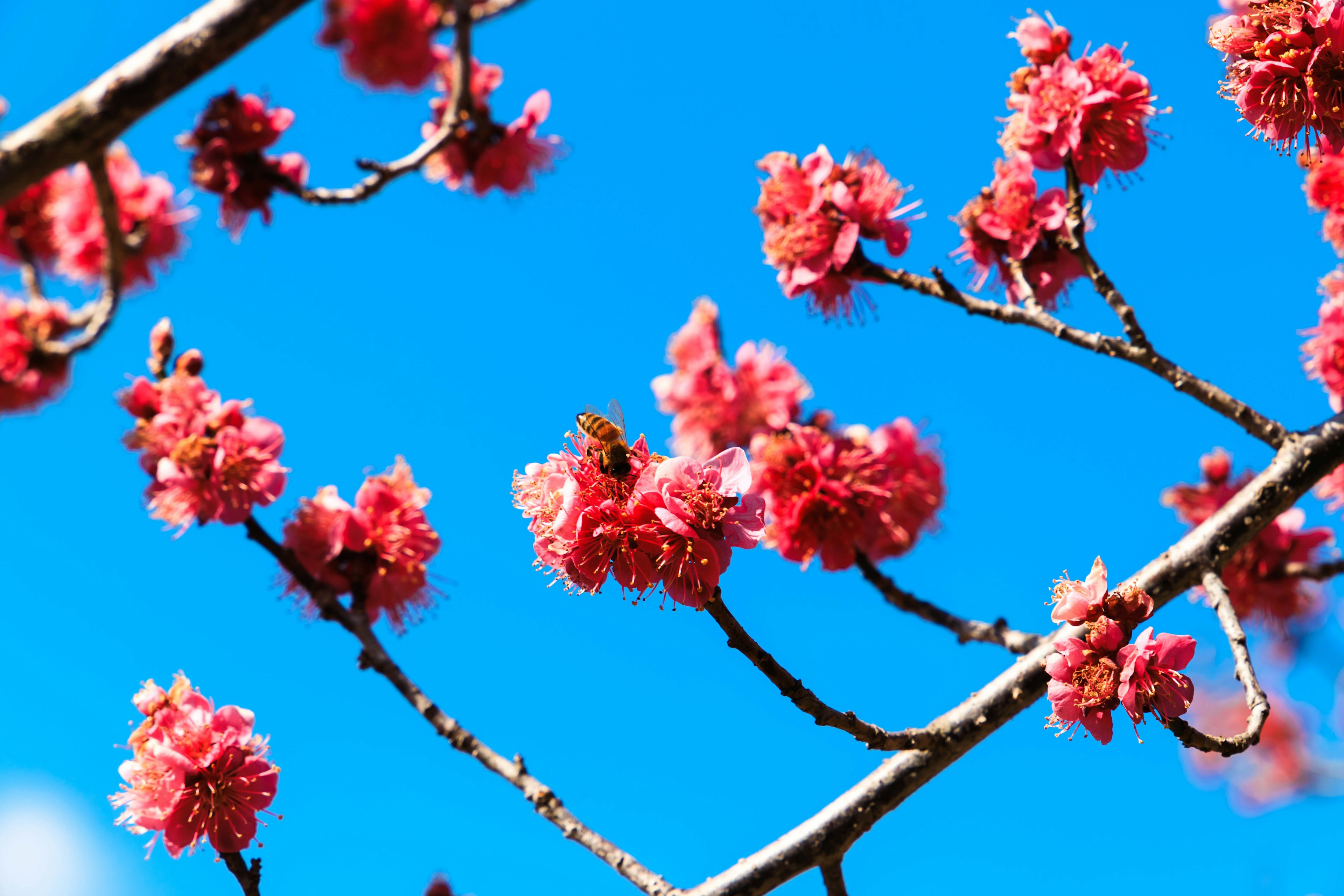 Gros plan de fleurs de cerisier sur fond de ciel bleu