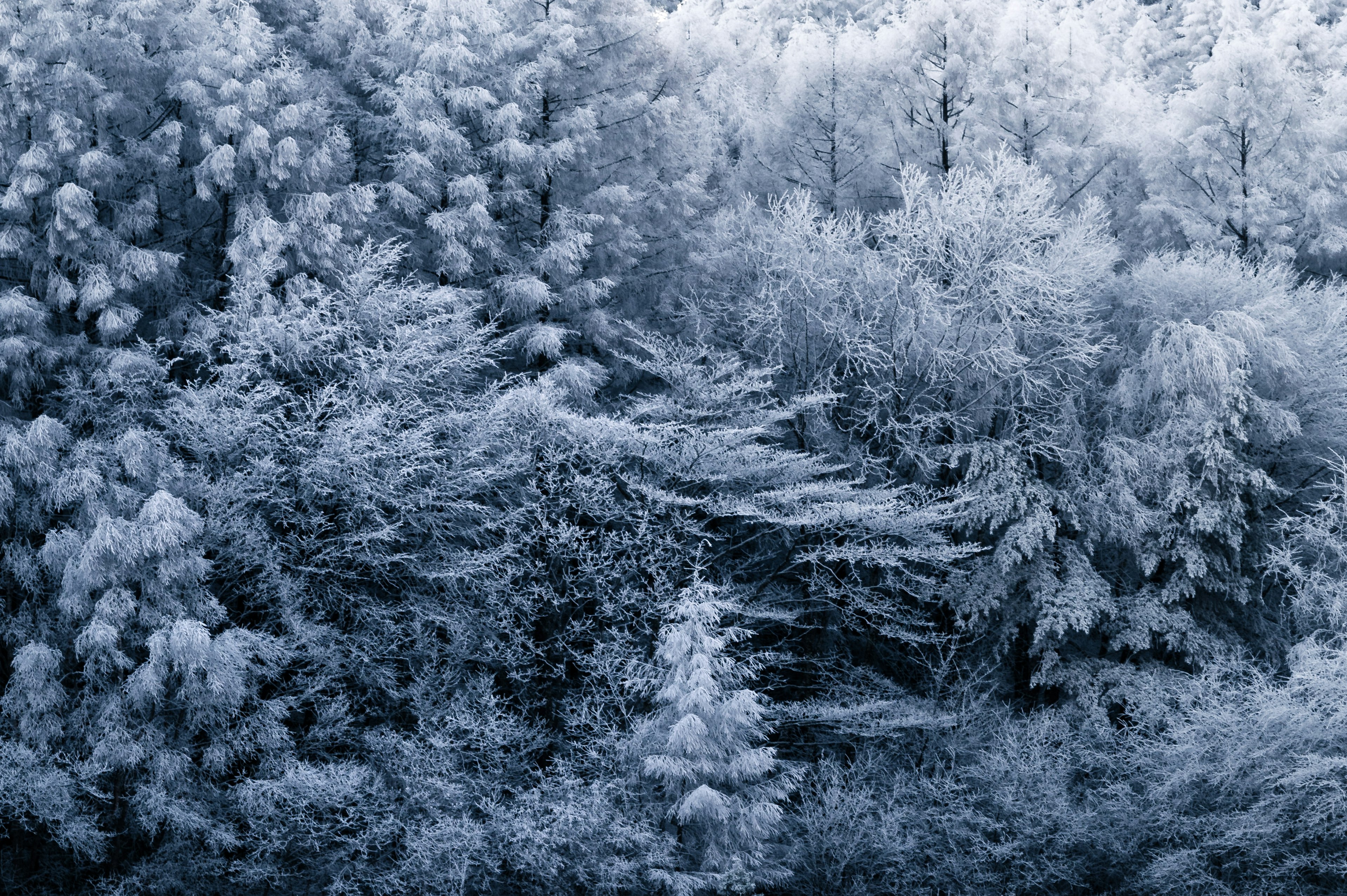 Foresta invernale coperta di brina con alberi densi in tonalità blu