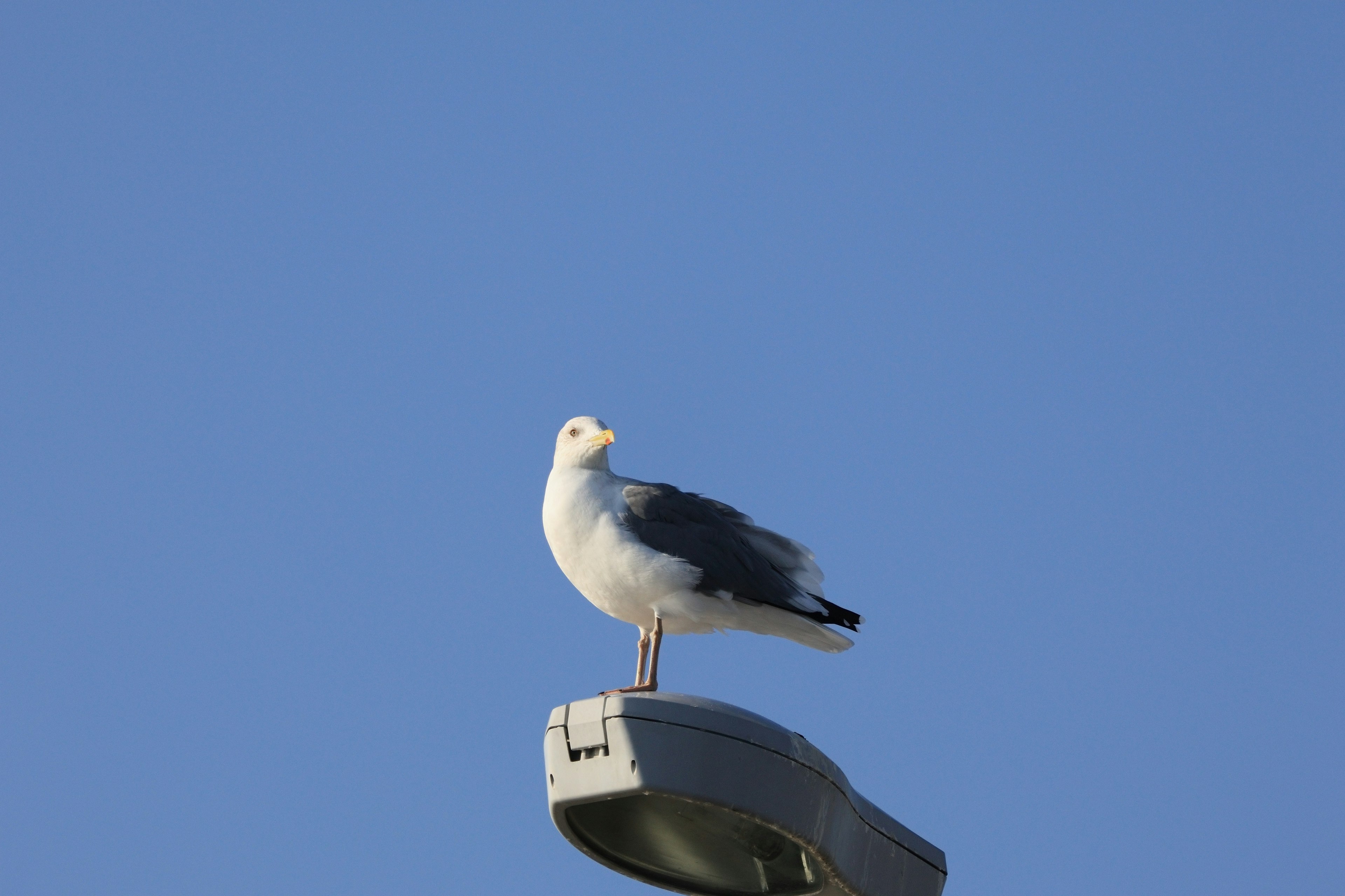 A seagull perched on a streetlight against a blue sky