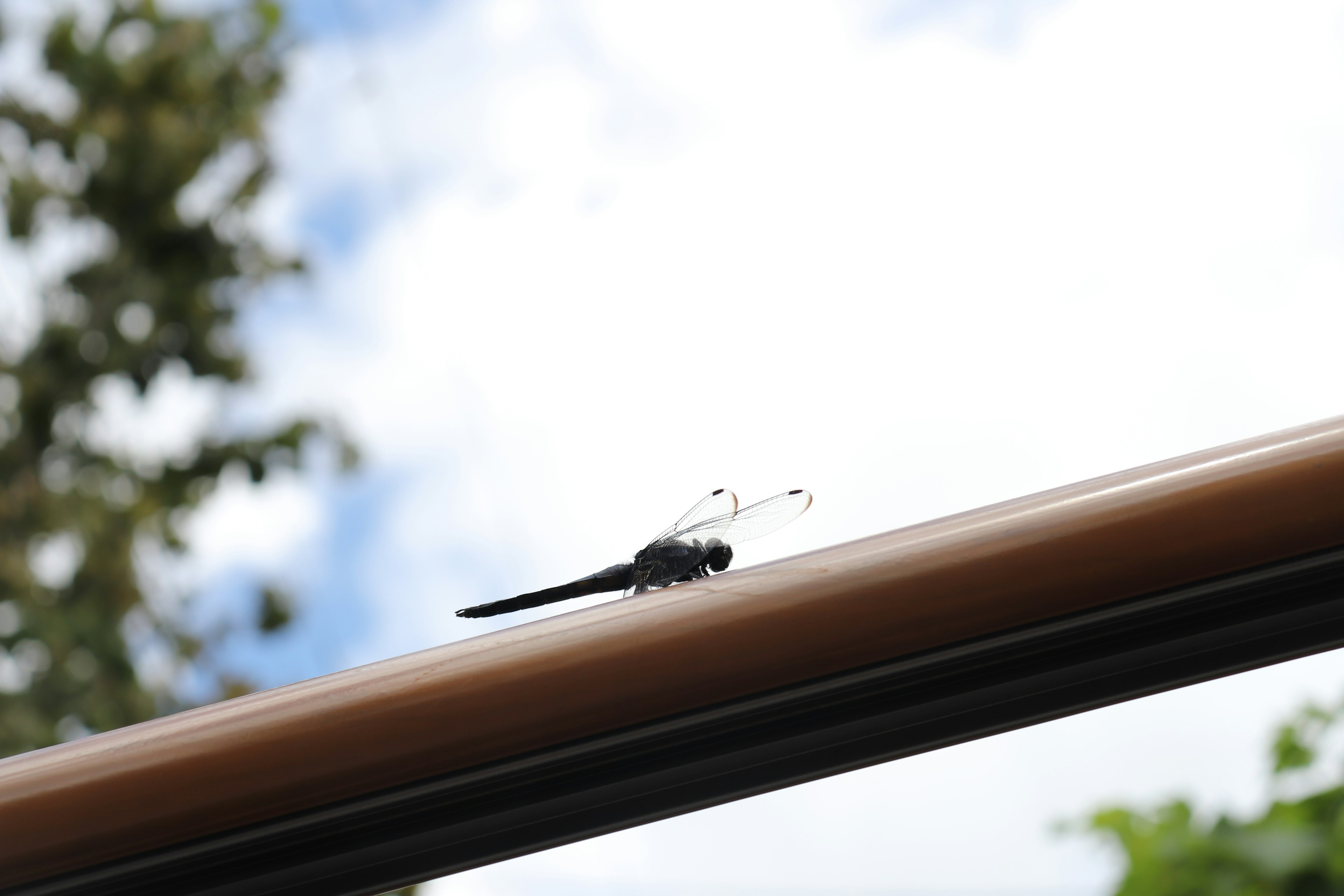 A black dragonfly resting on a brown rod under a blue sky