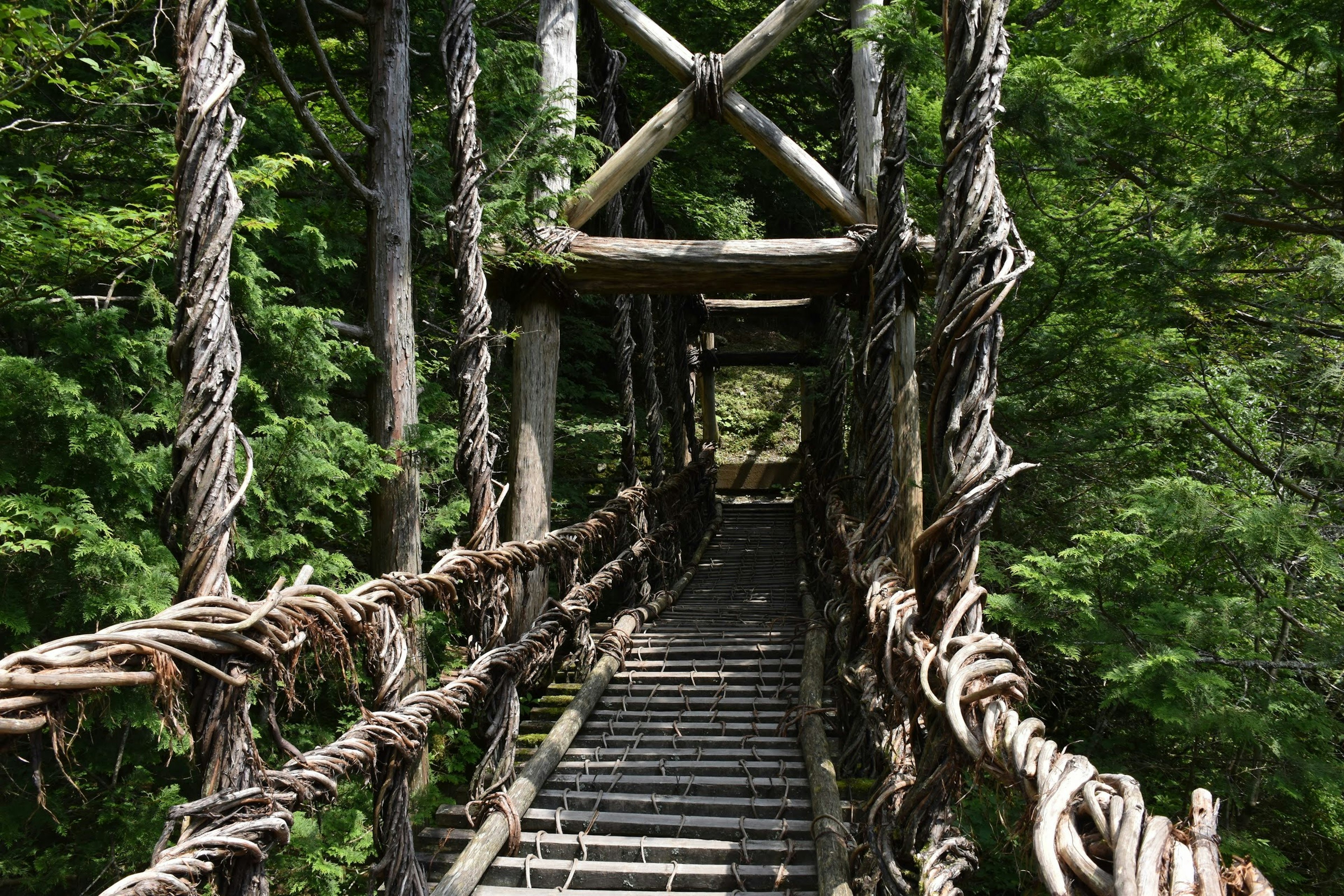 Pont suspendu en bois entouré d'une forêt verdoyante