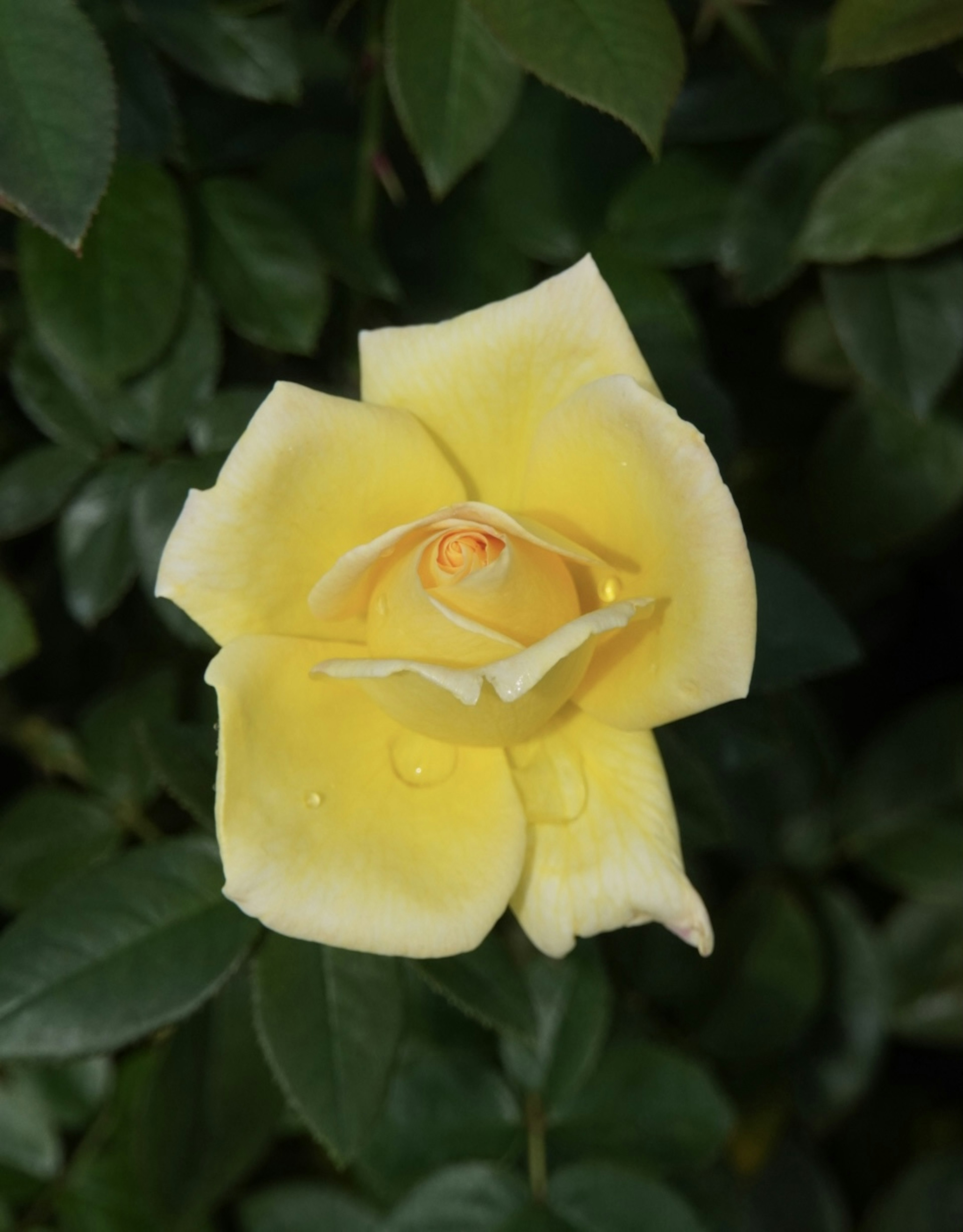 Une rose jaune fleurissant parmi des feuilles vertes