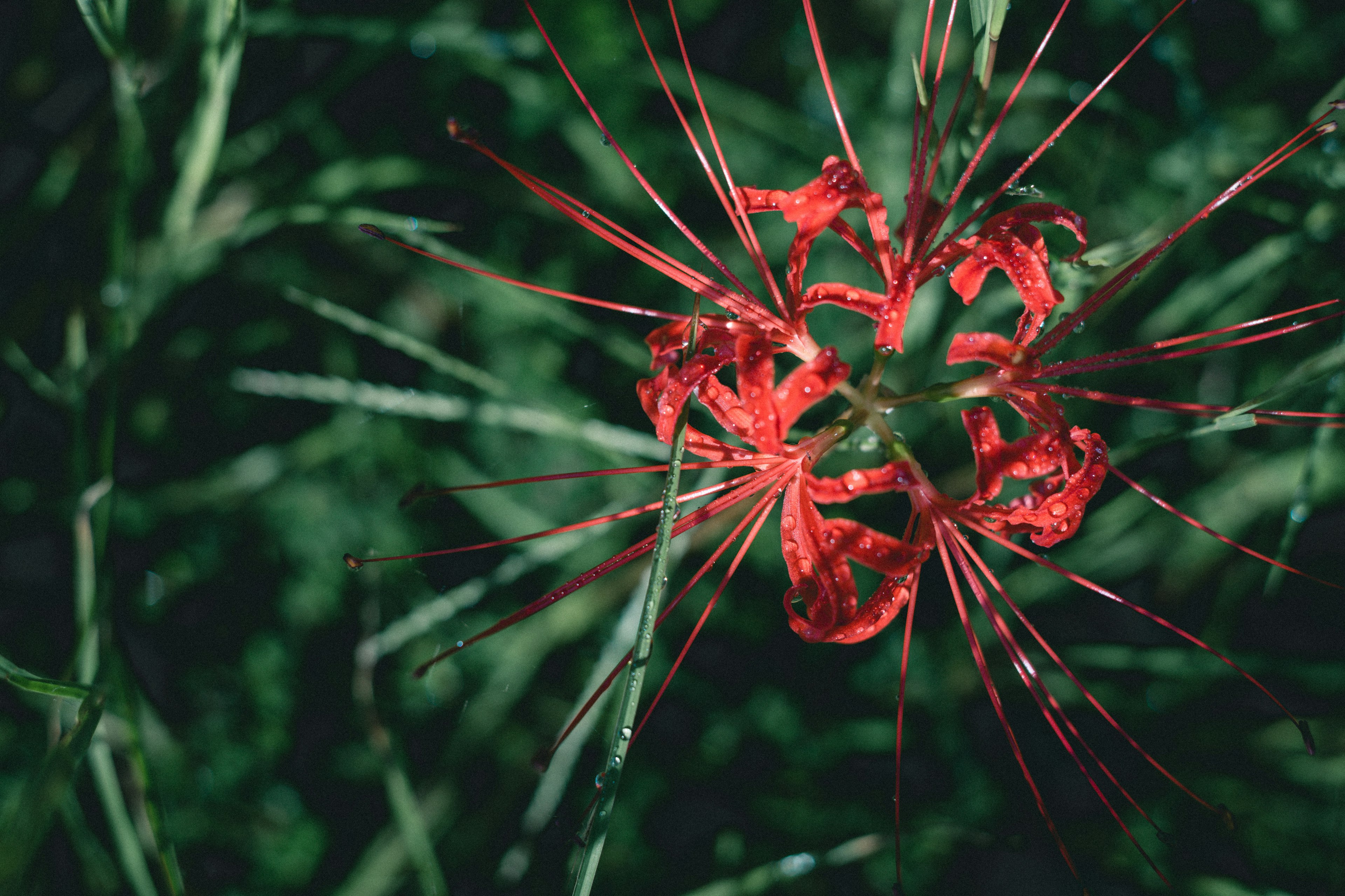 Close-up of a red flower with a green background