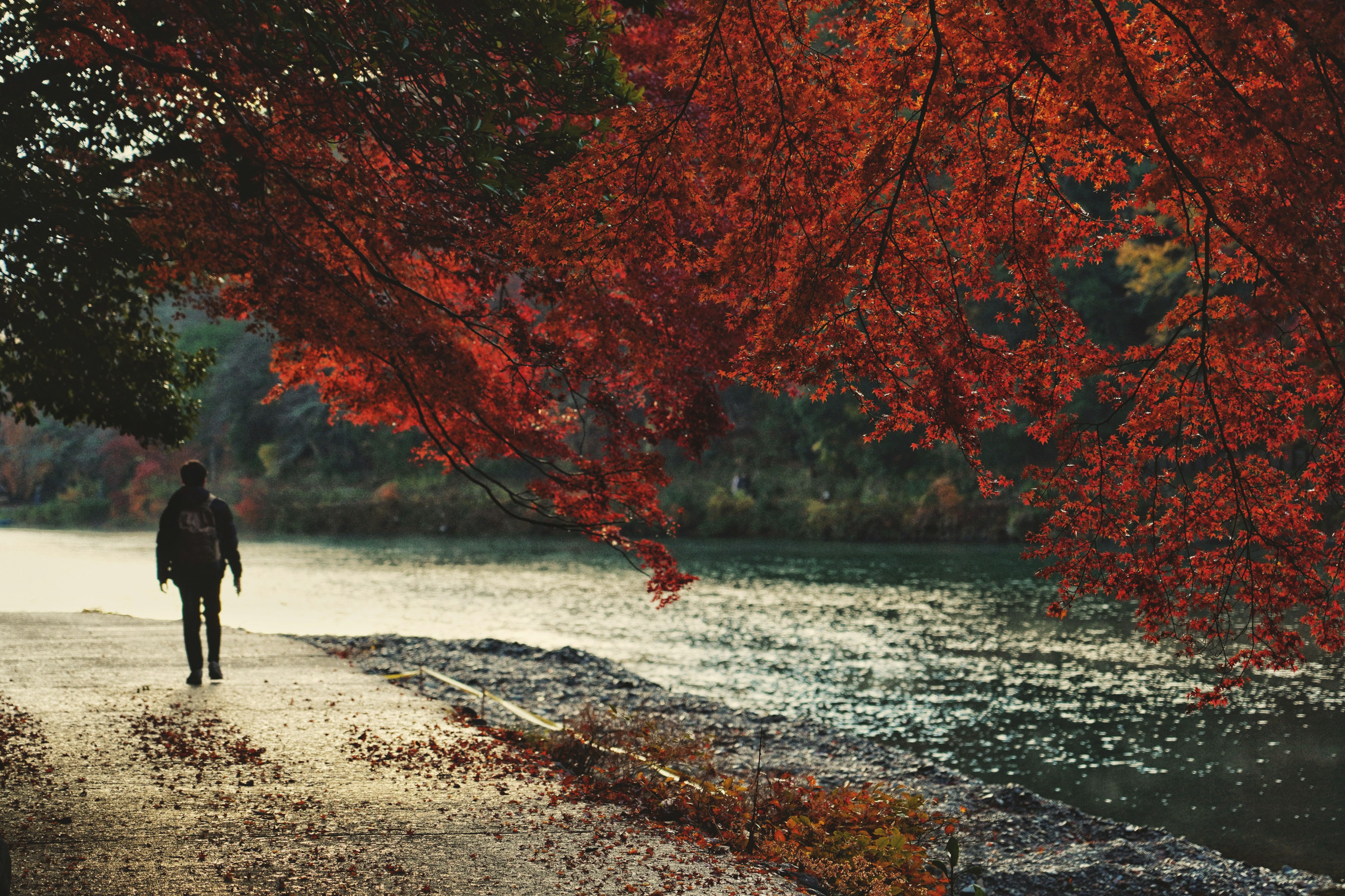 Una persona che cammina lungo un fiume con belle foglie rosse