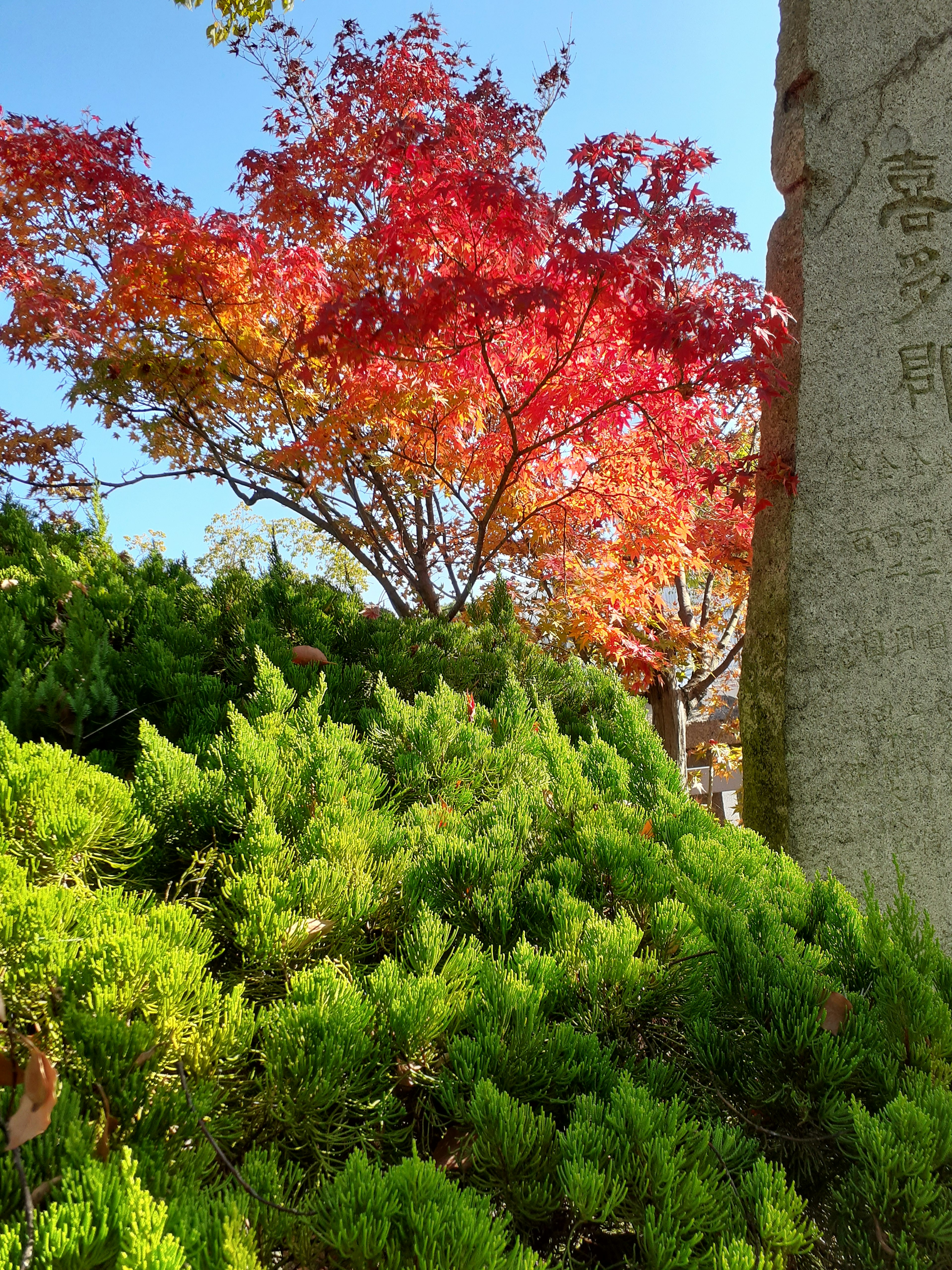 鮮やかな紅葉が美しい緑の植物の背景にある石碑