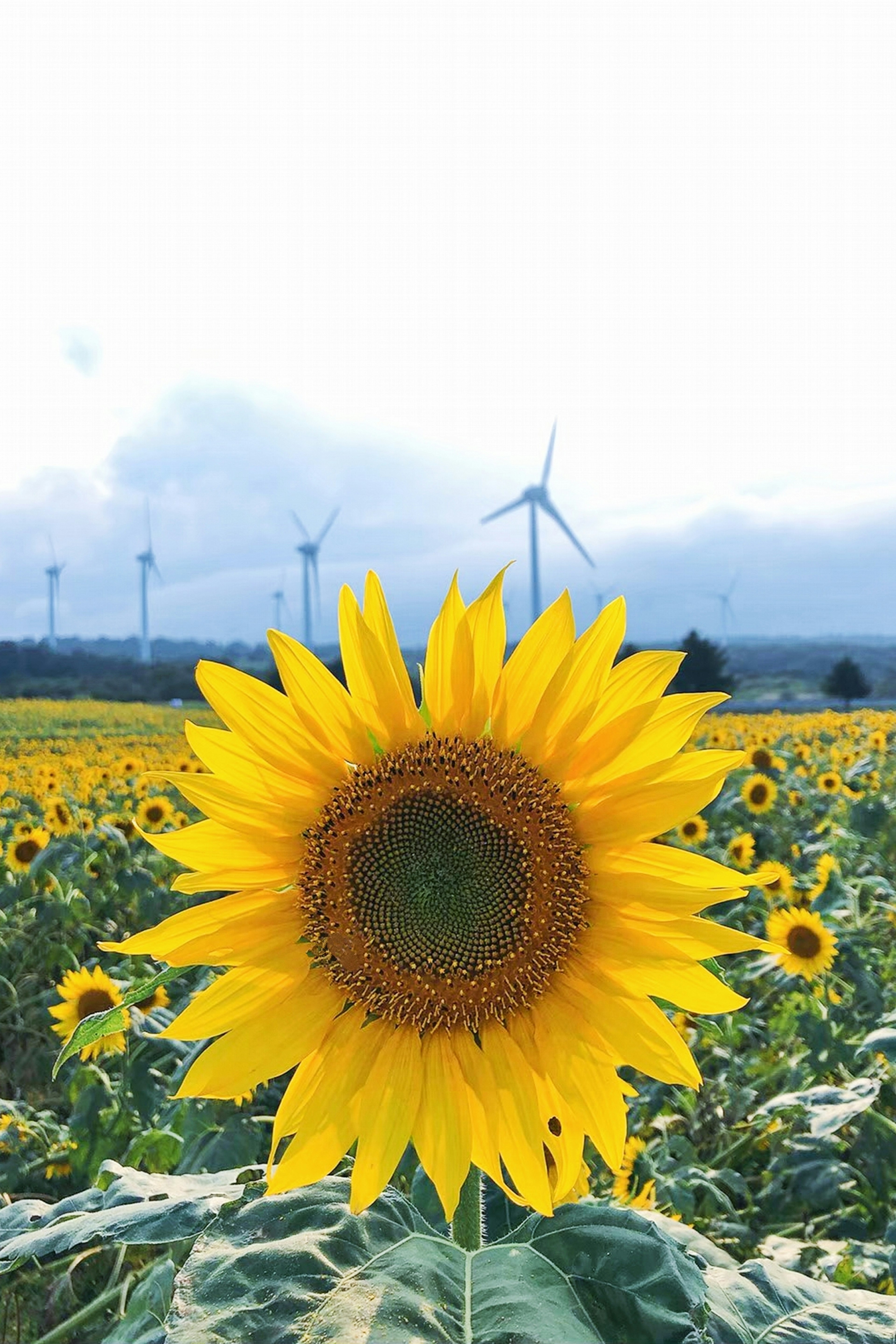 A sunflower in a field with wind turbines in the background