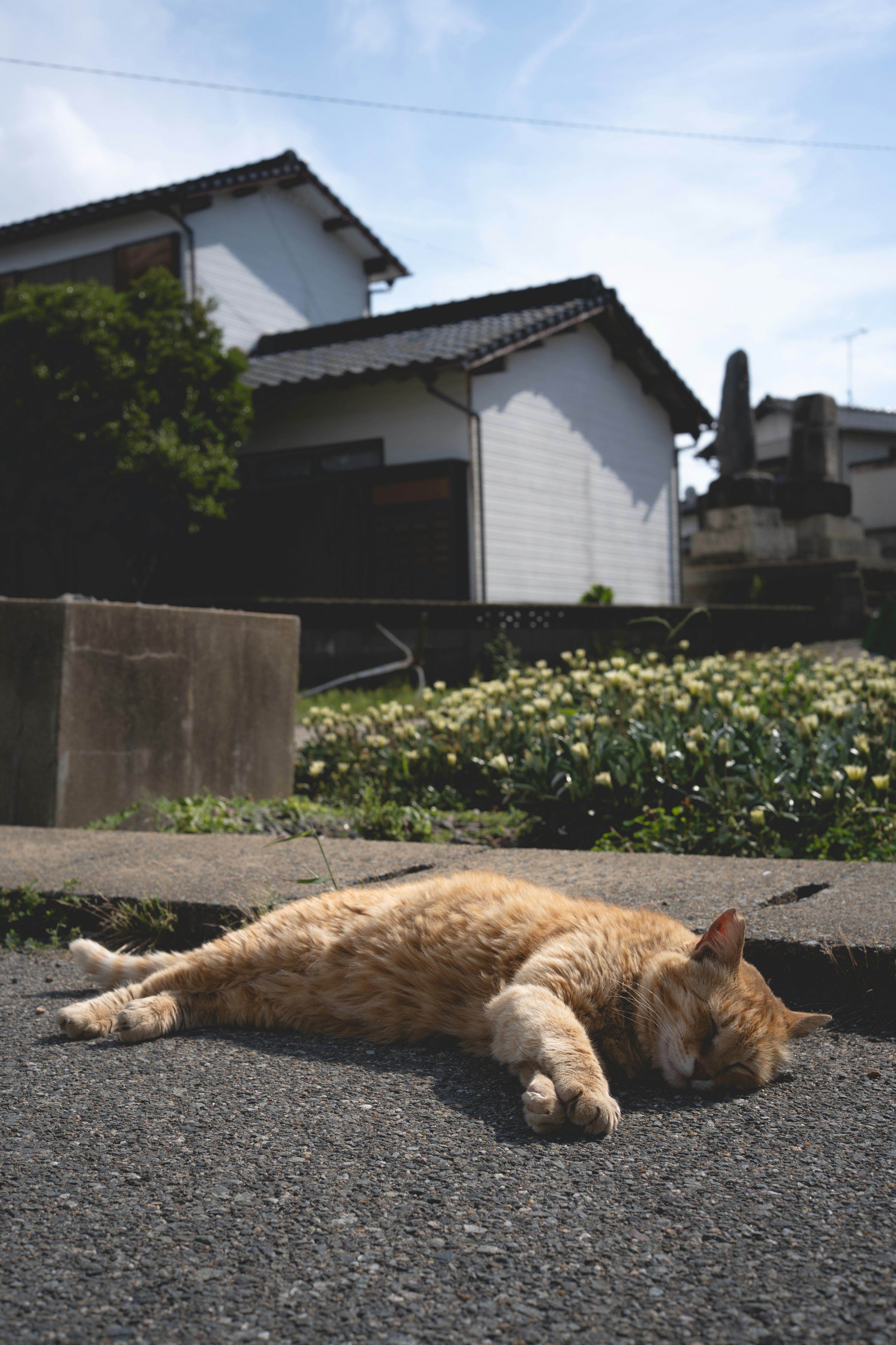 Kucing coklat tidur di jalan dengan rumah putih di latar belakang