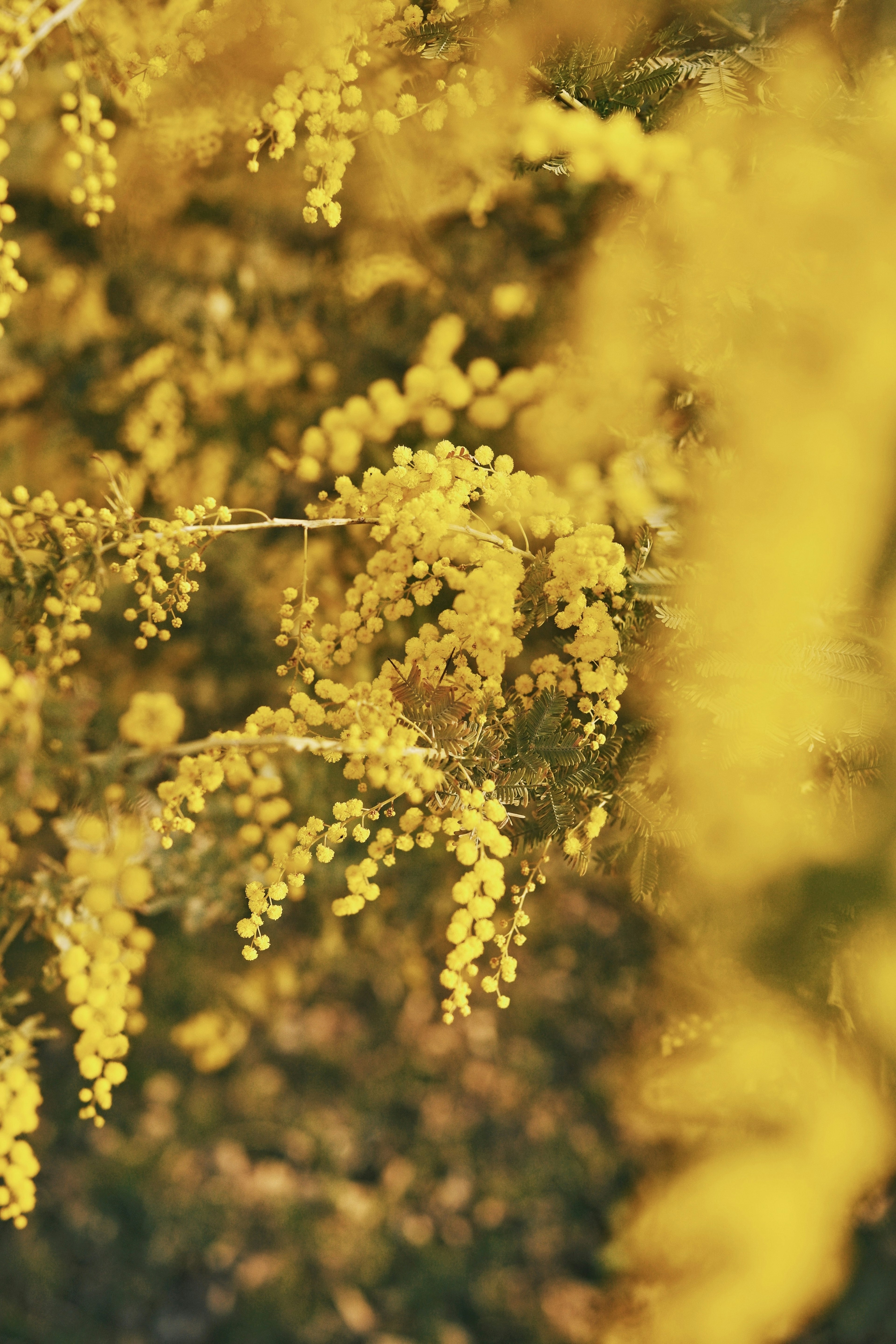 黄色の花が咲く植物のクローズアップ