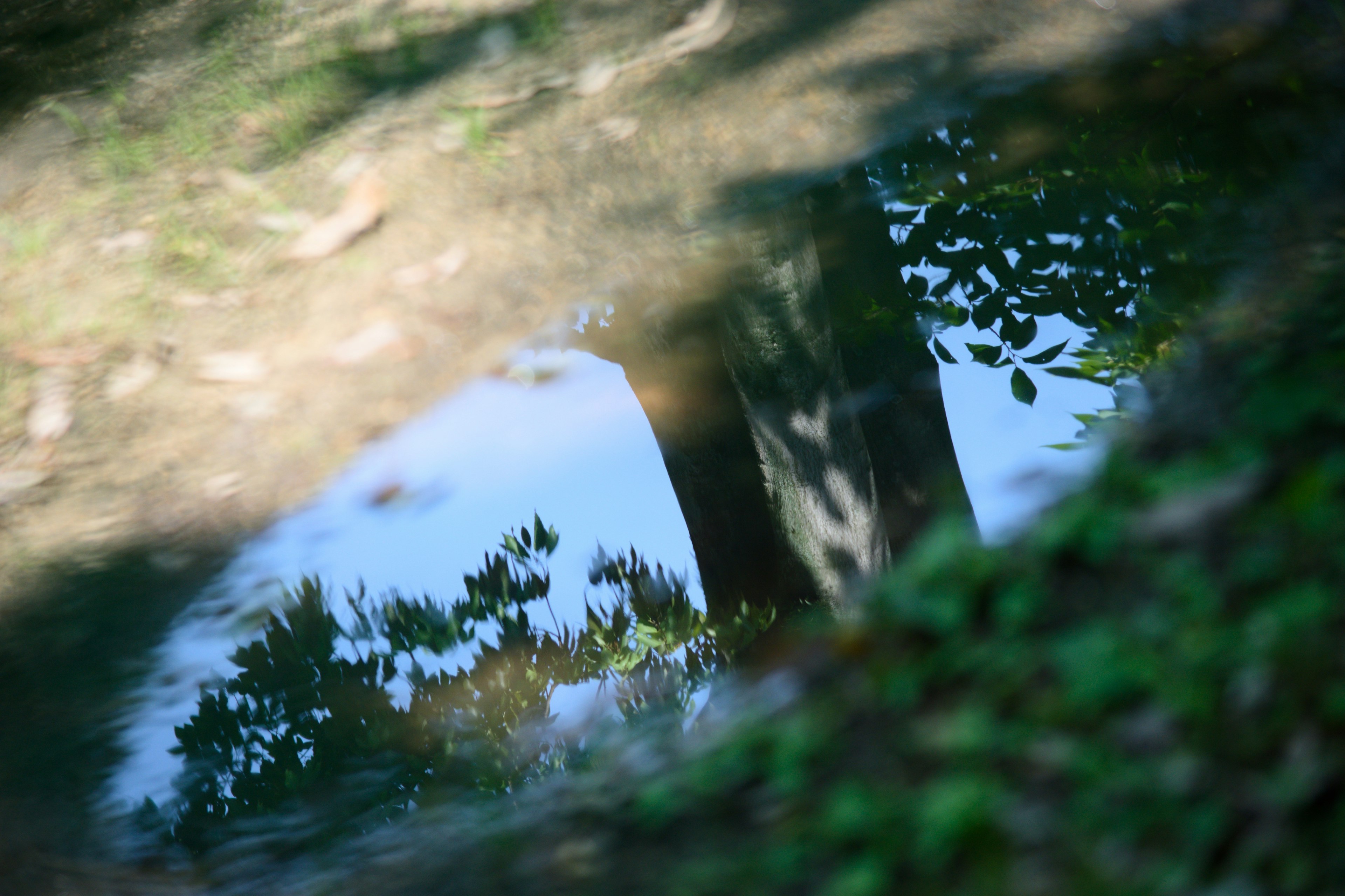 Reflexion von Bäumen und Himmel in einer Pfütze