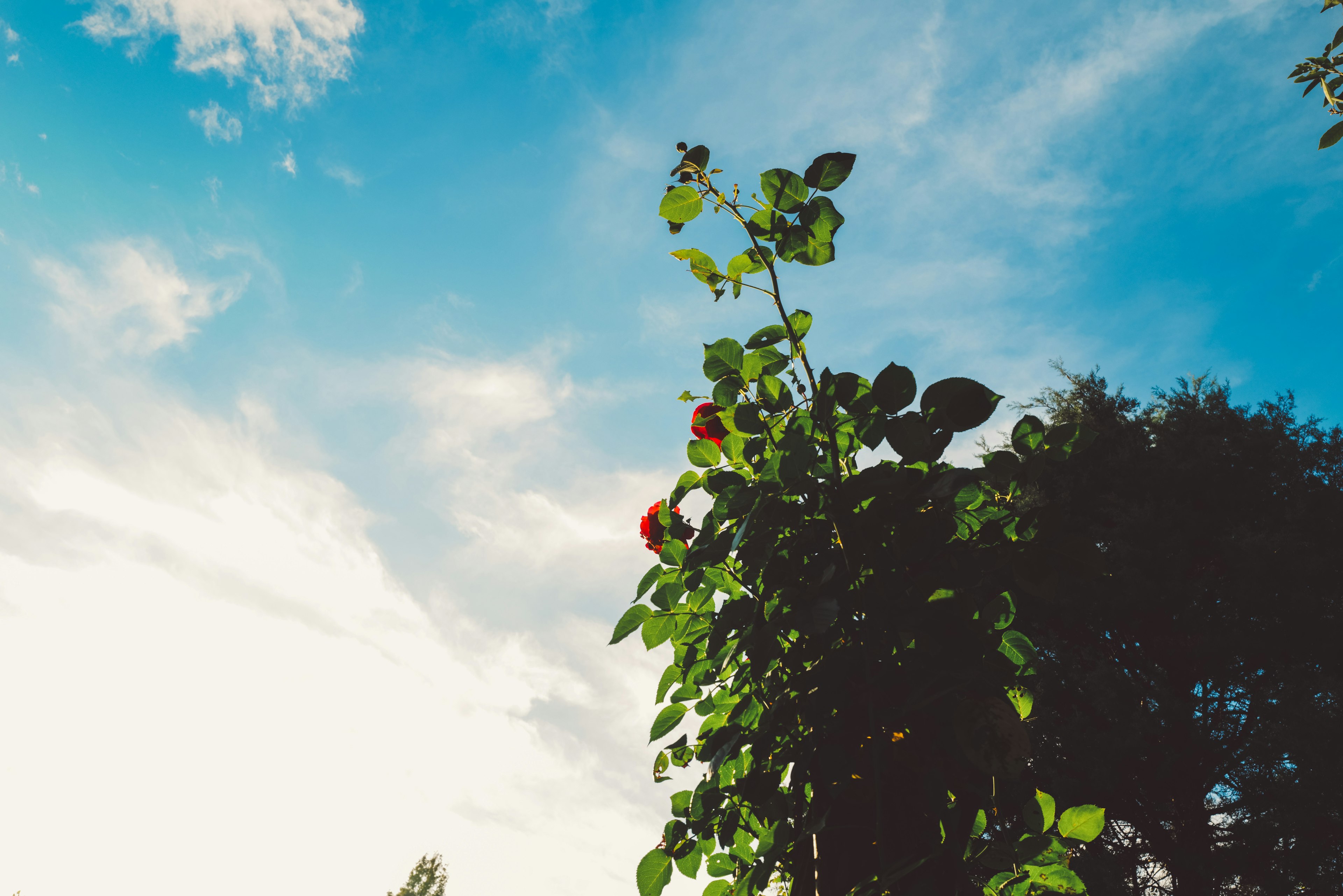 青空と雲を背景にした緑の植物と赤い花