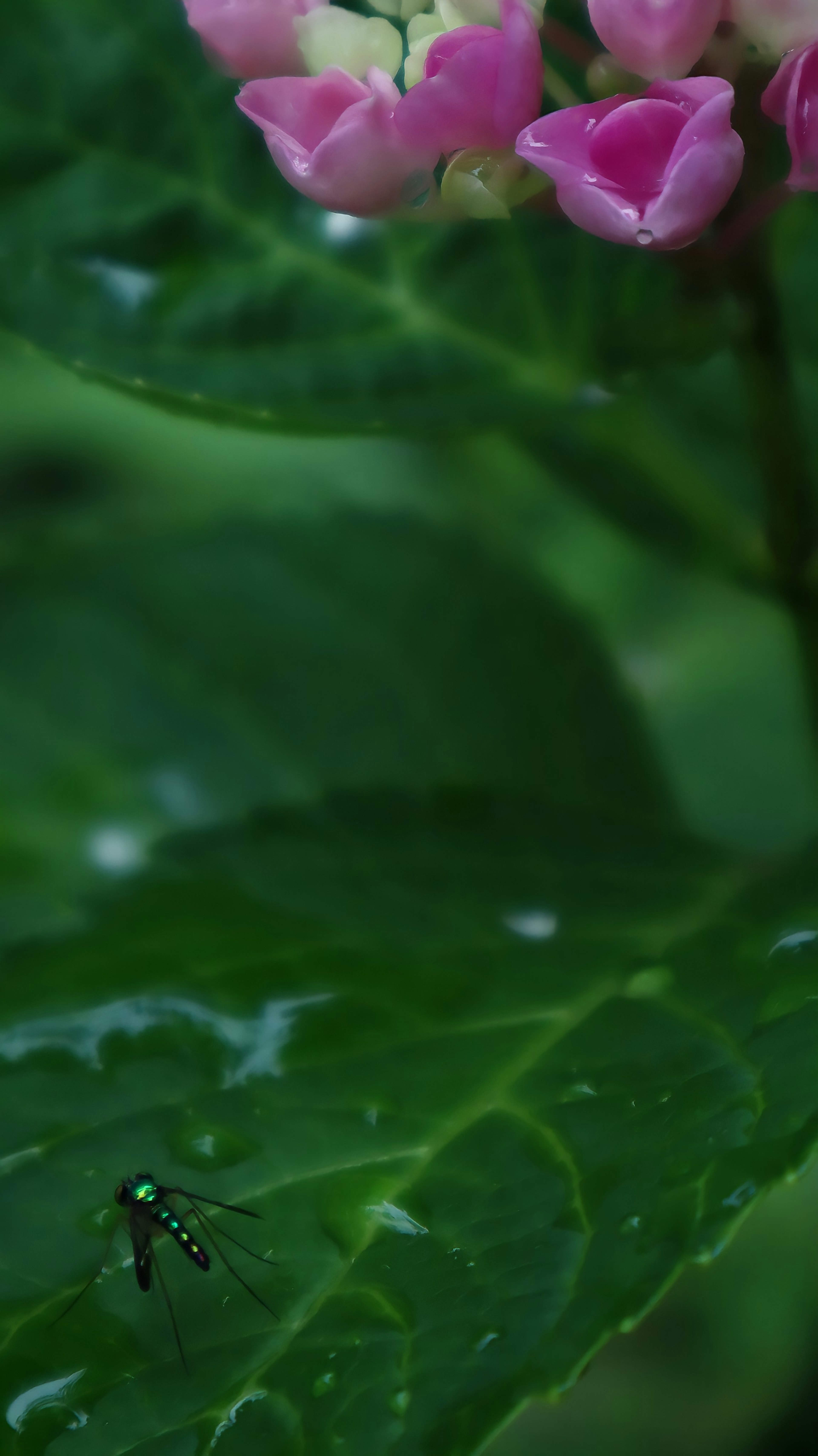 Un pequeño insecto sobre una hoja verde con flores rosas al fondo