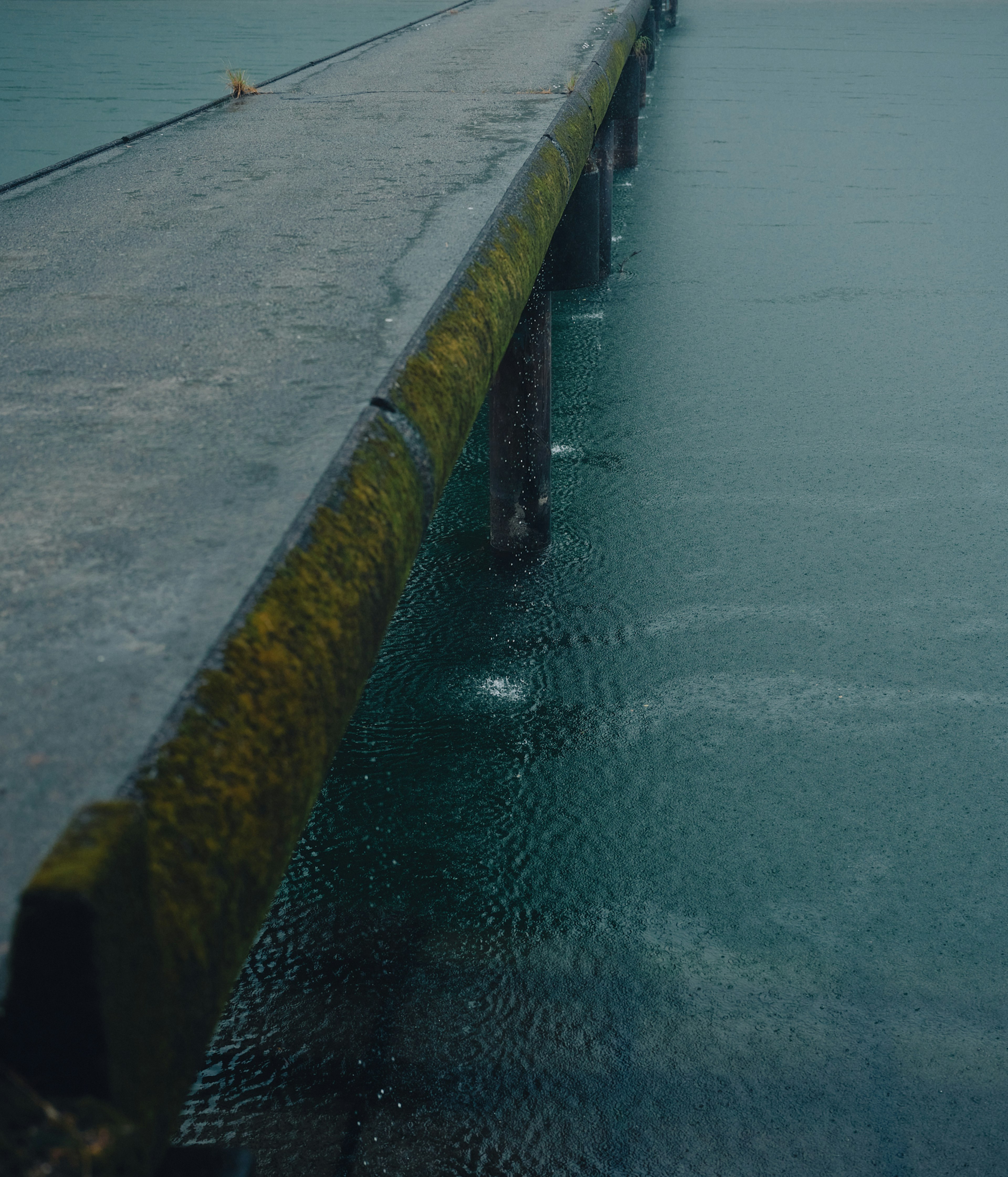 View of an old pier over water featuring green moss on wooden planks