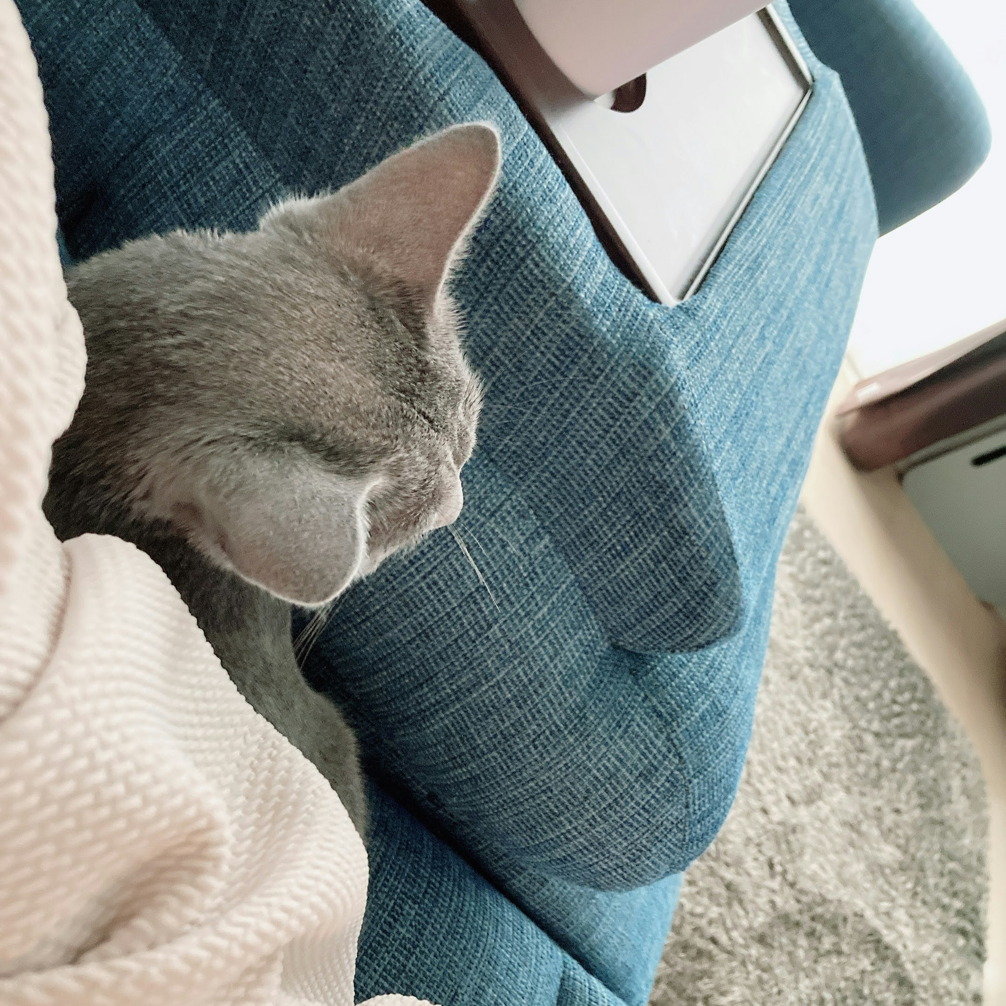 Chat gris se détendant sur un canapé bleu