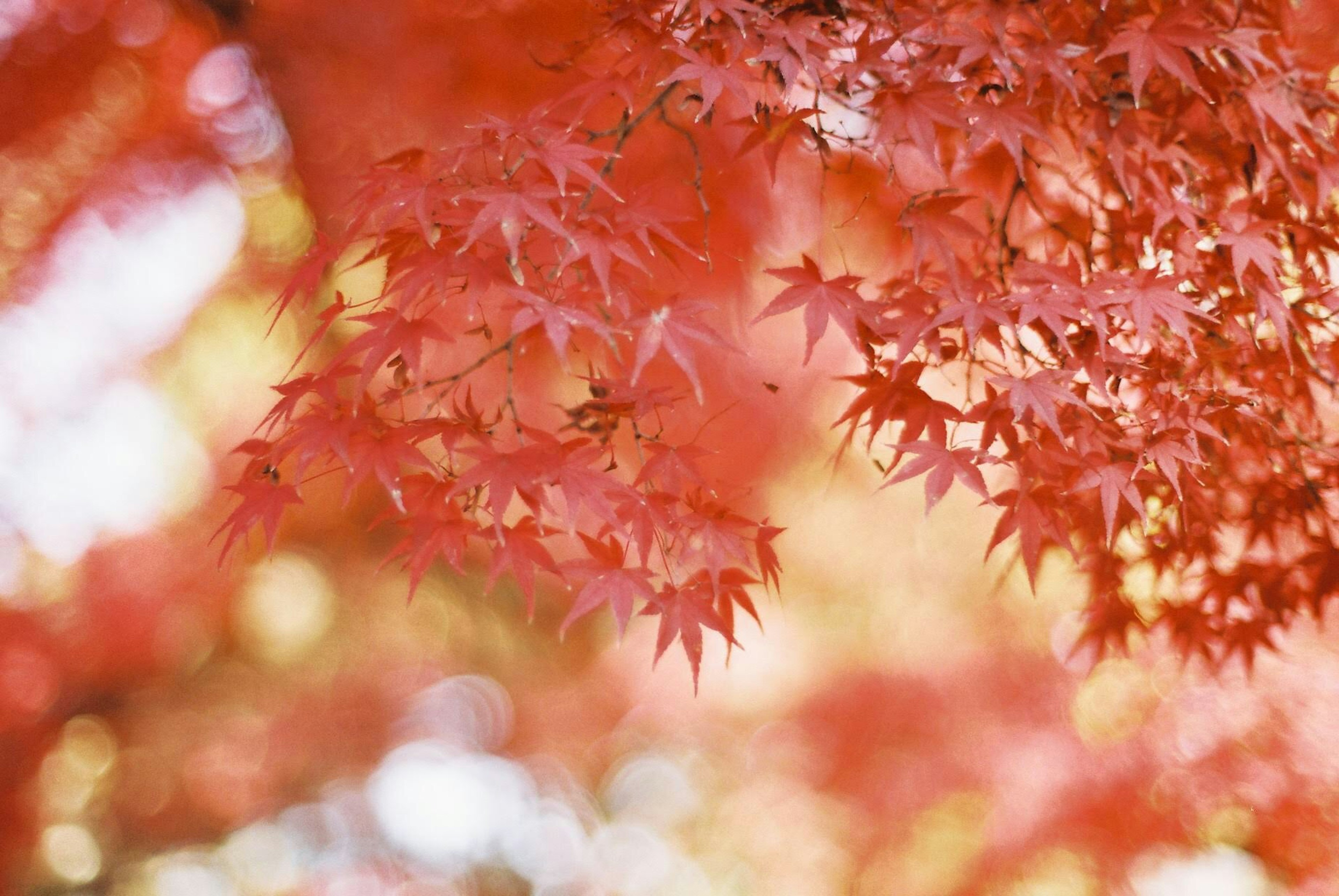 鮮豔的紅楓葉與模糊的背景