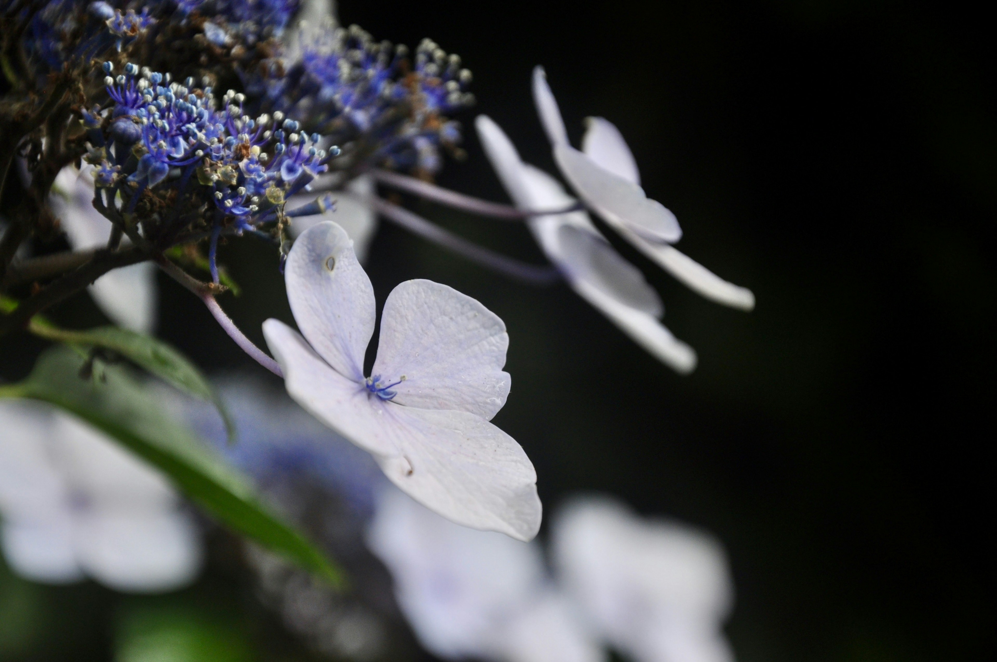 Close-up of white and blue flowers against a dark background