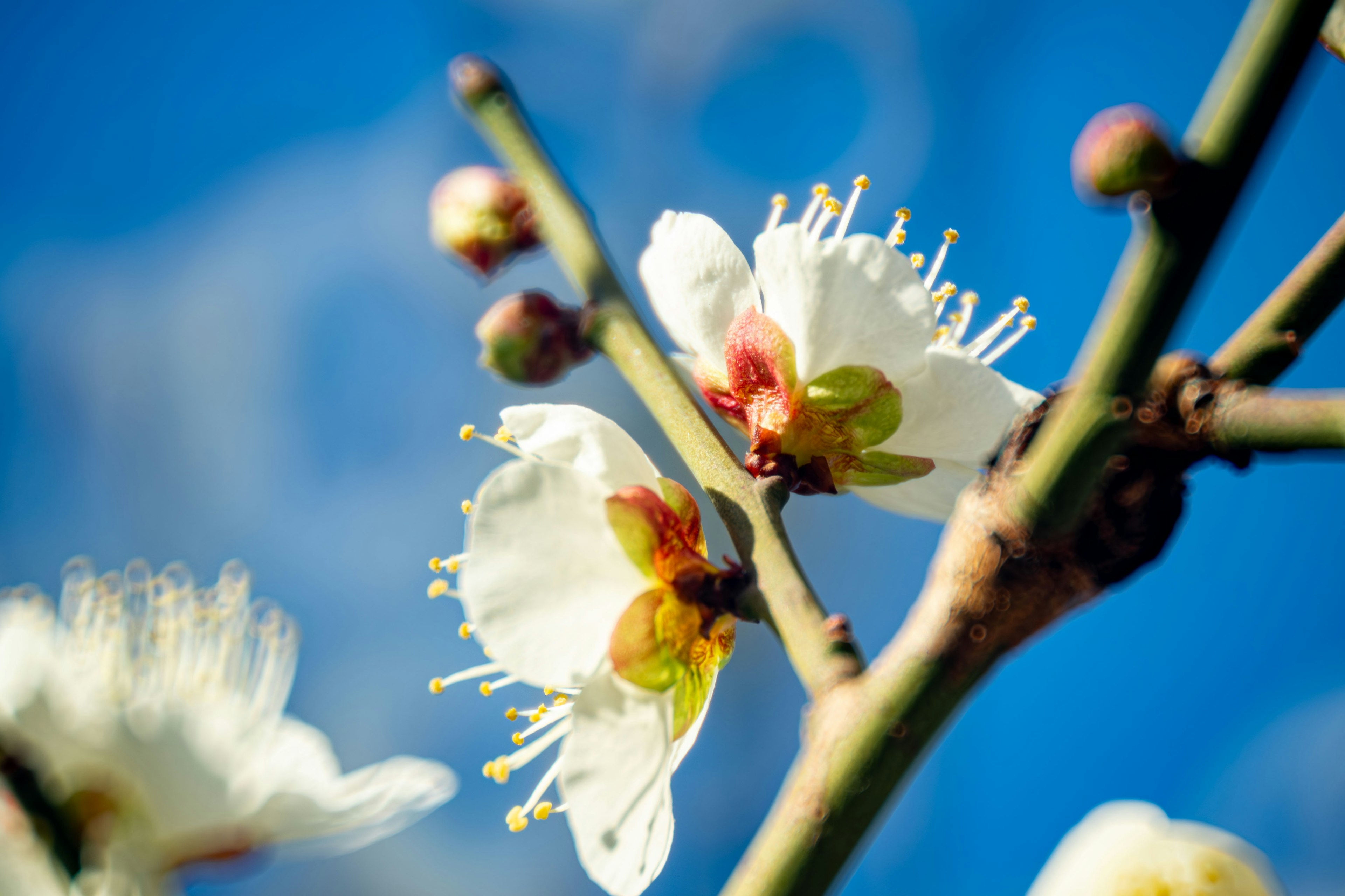 Nahaufnahme von weißen Blumen, die vor blauem Himmel blühen