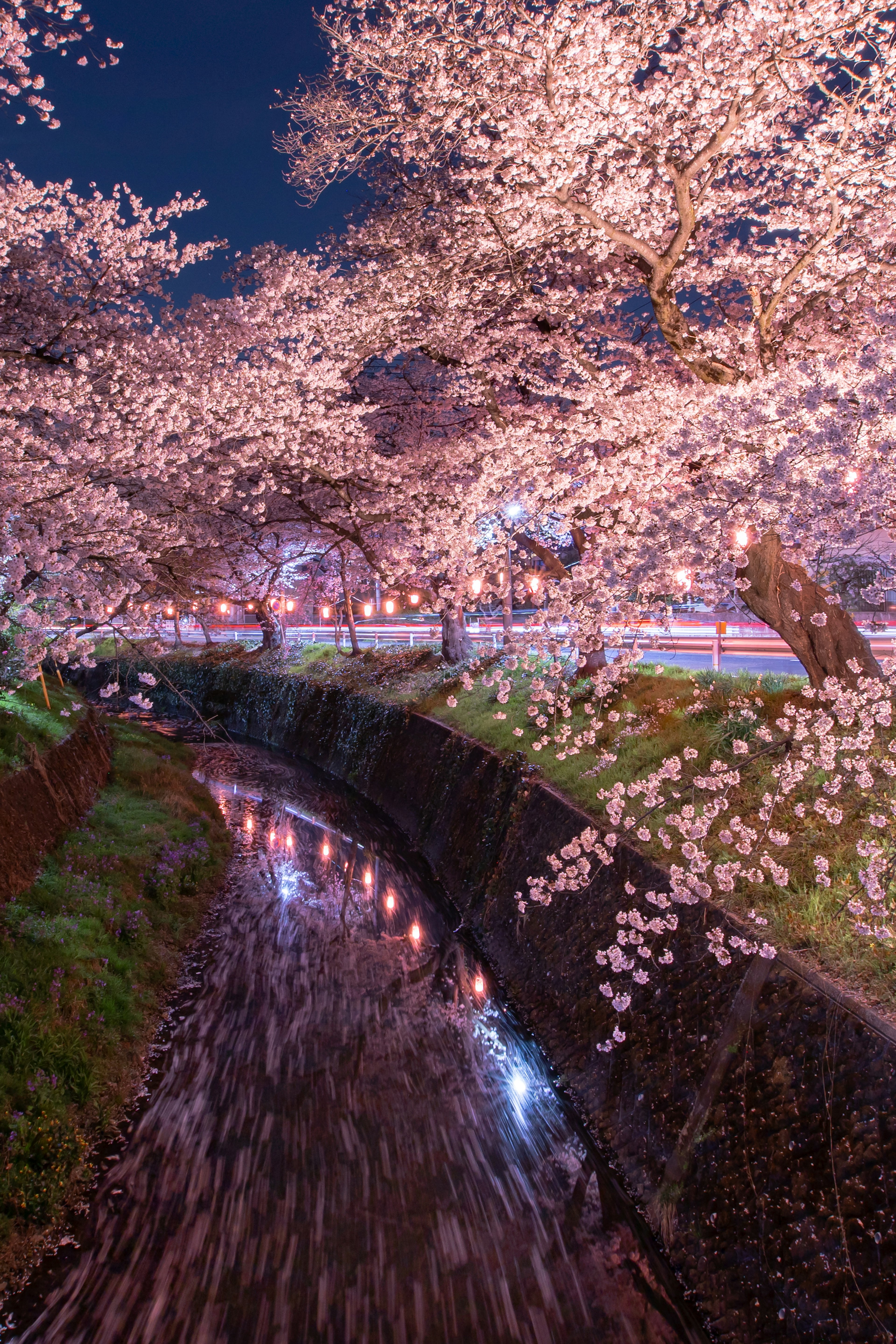 Pohon sakura yang indah di sepanjang sungai yang mengalir di malam hari