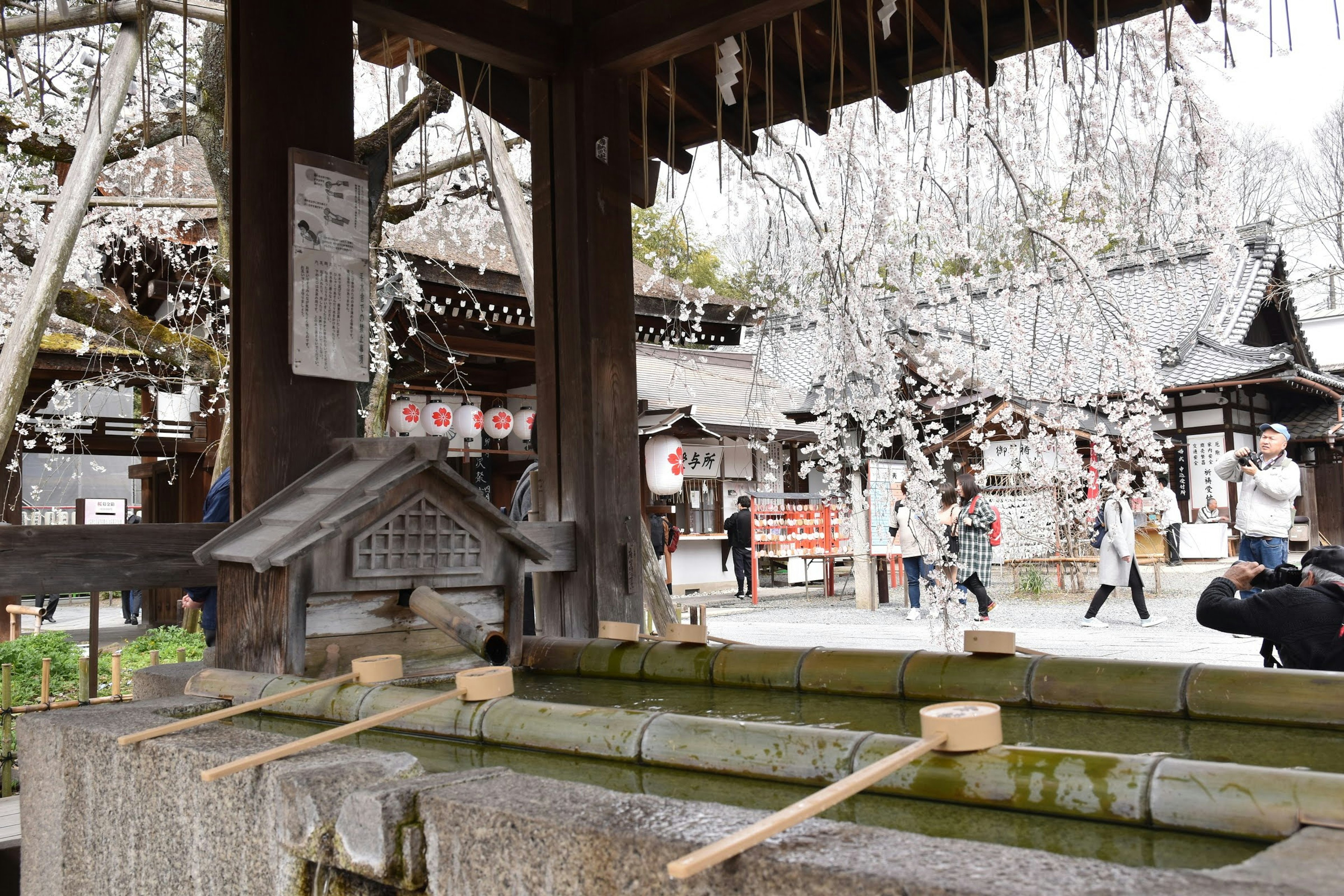 神社の手水舎と桜の木がある風景