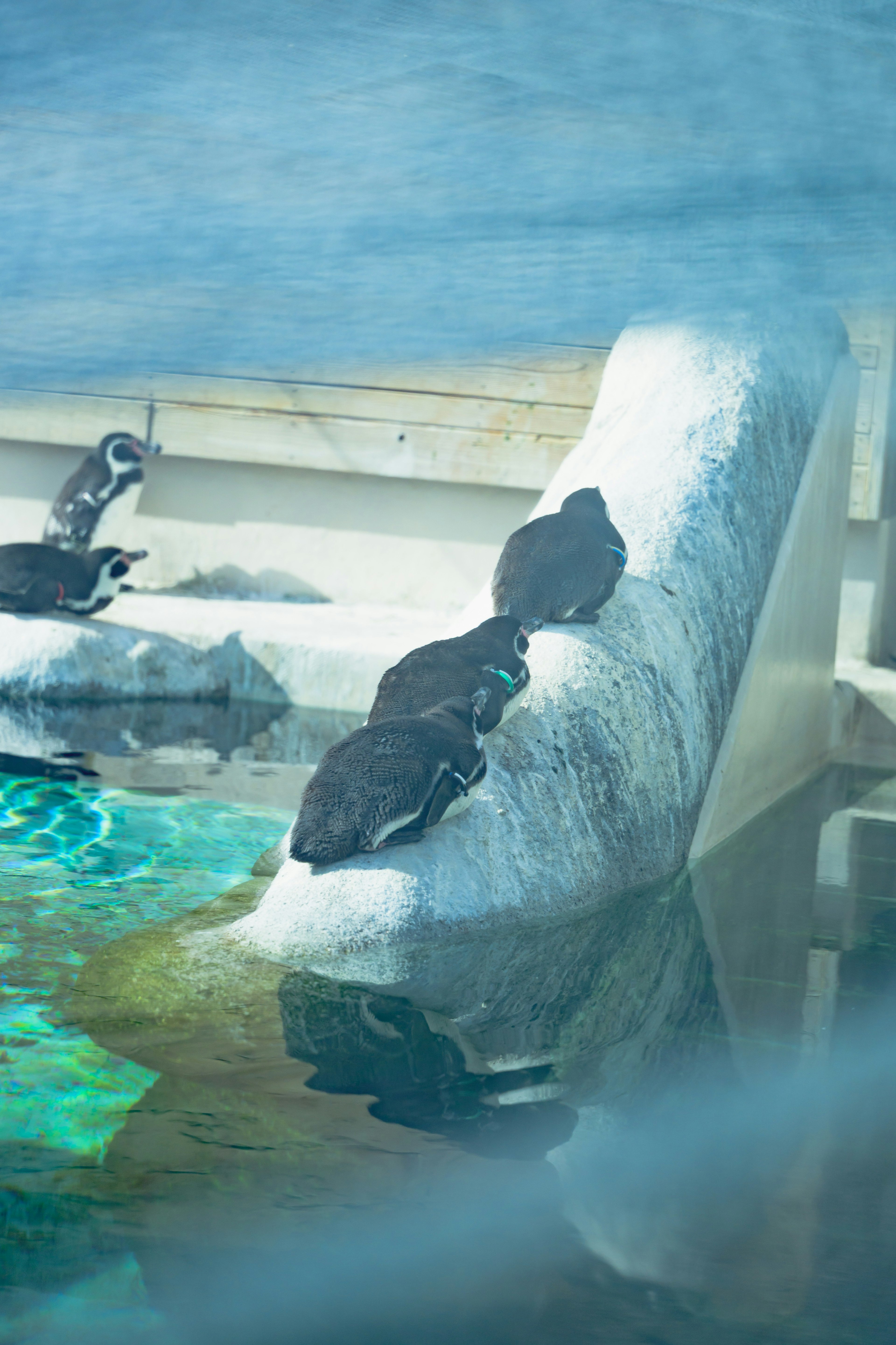 Pingüinos descansando sobre una roca en un acuario