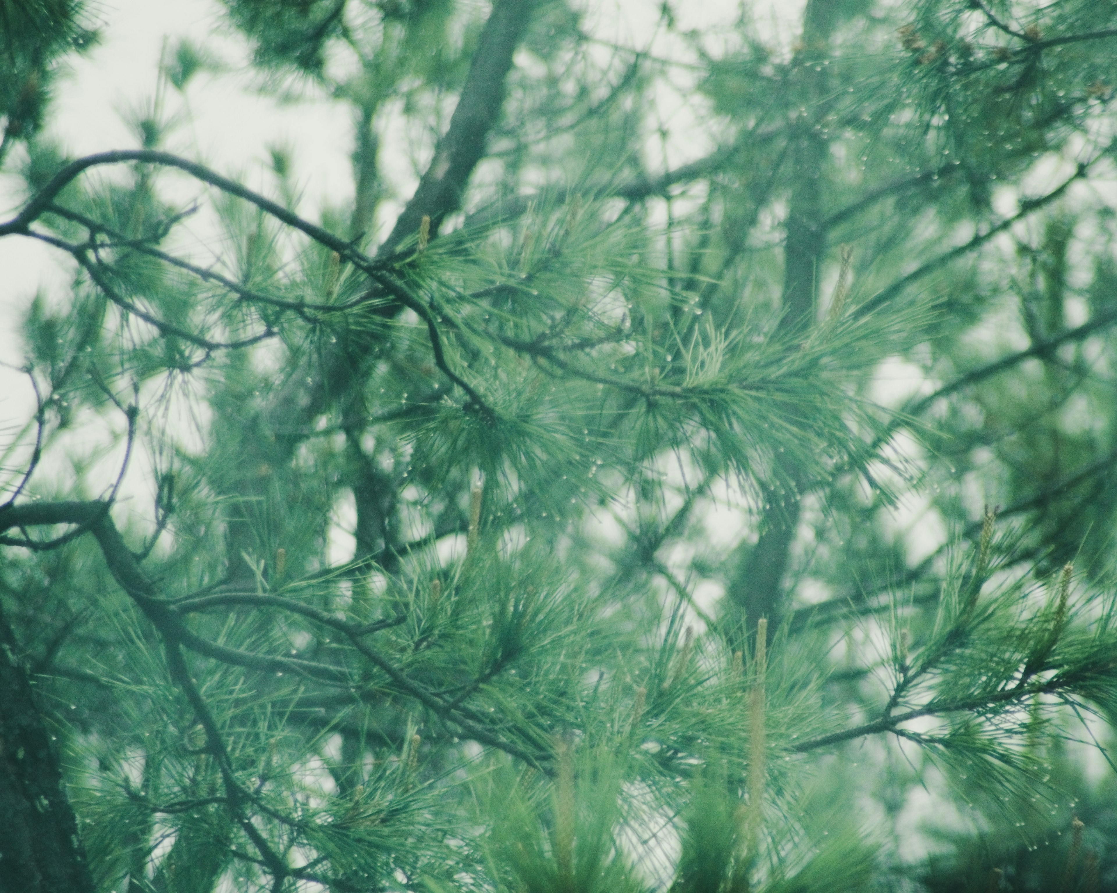 Dense green pine tree branches and needles