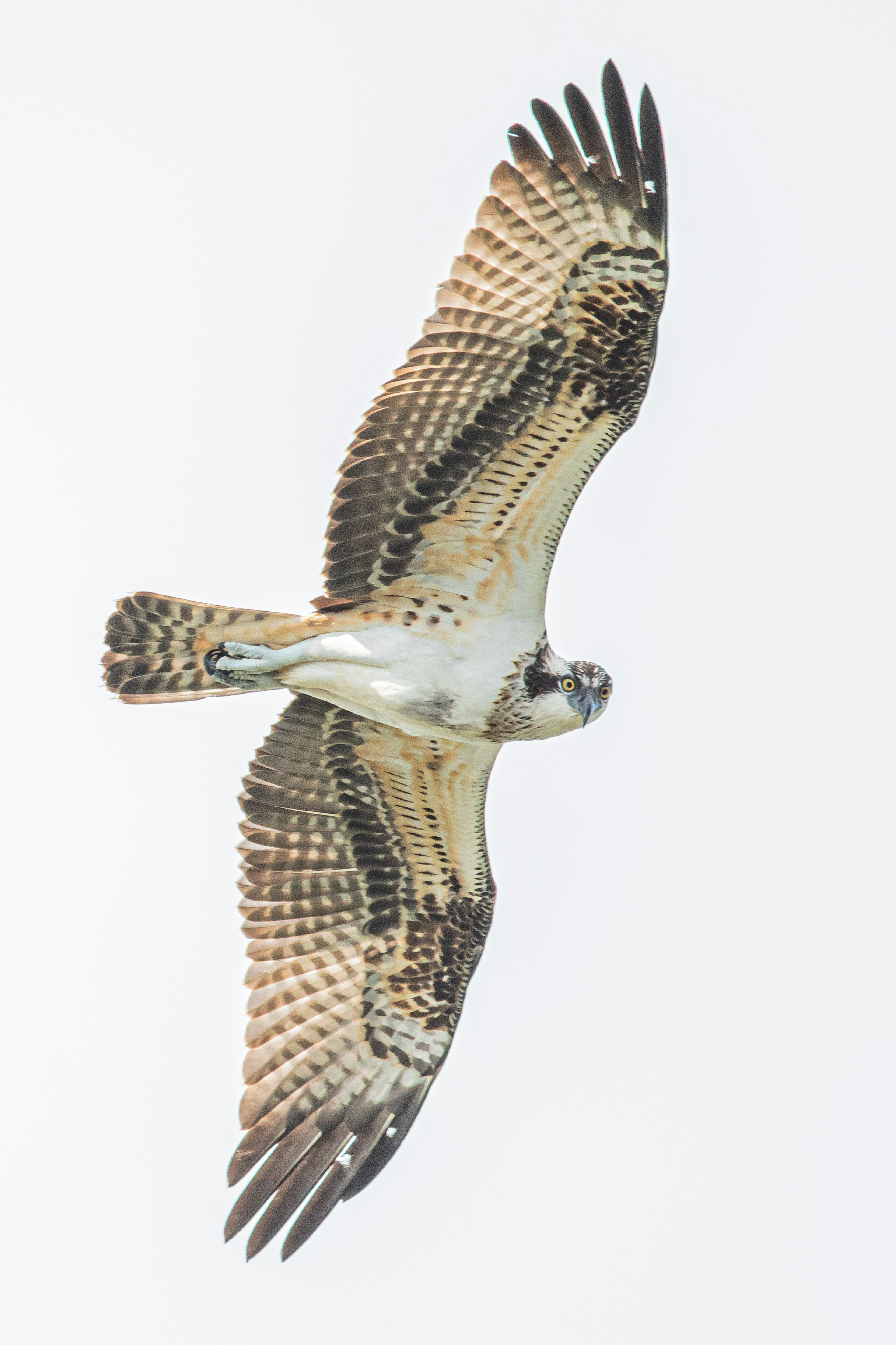 Hawk soaring in the sky with wings spread wide showcasing intricate feather patterns