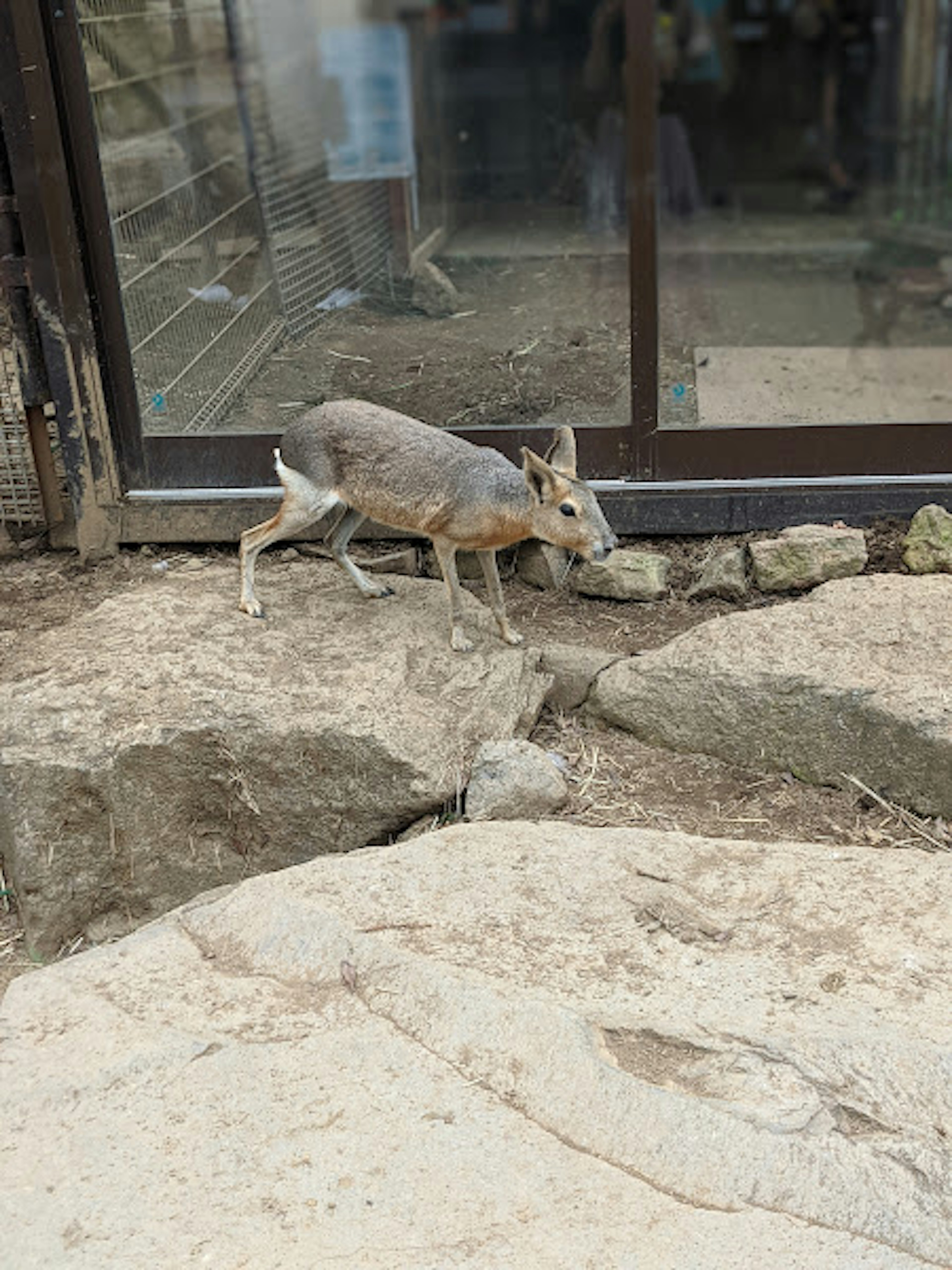 A small animal walking on rocks with a glass wall in the background