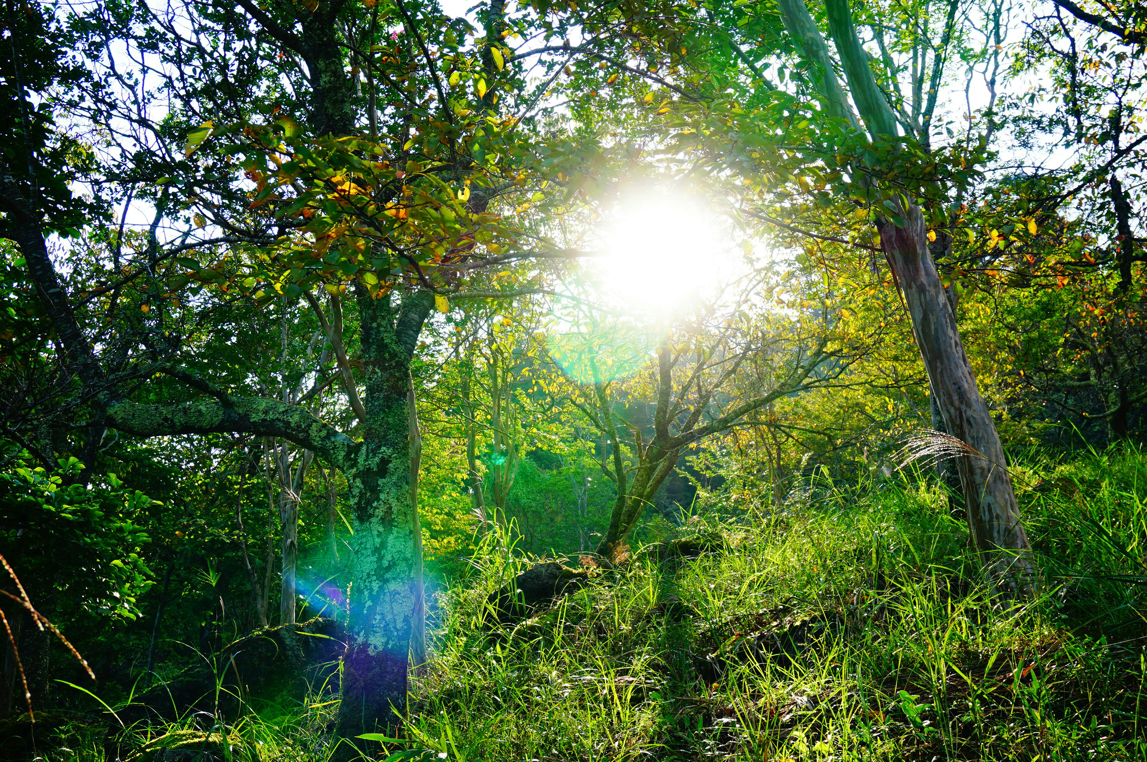 Sunlight streaming through lush green trees