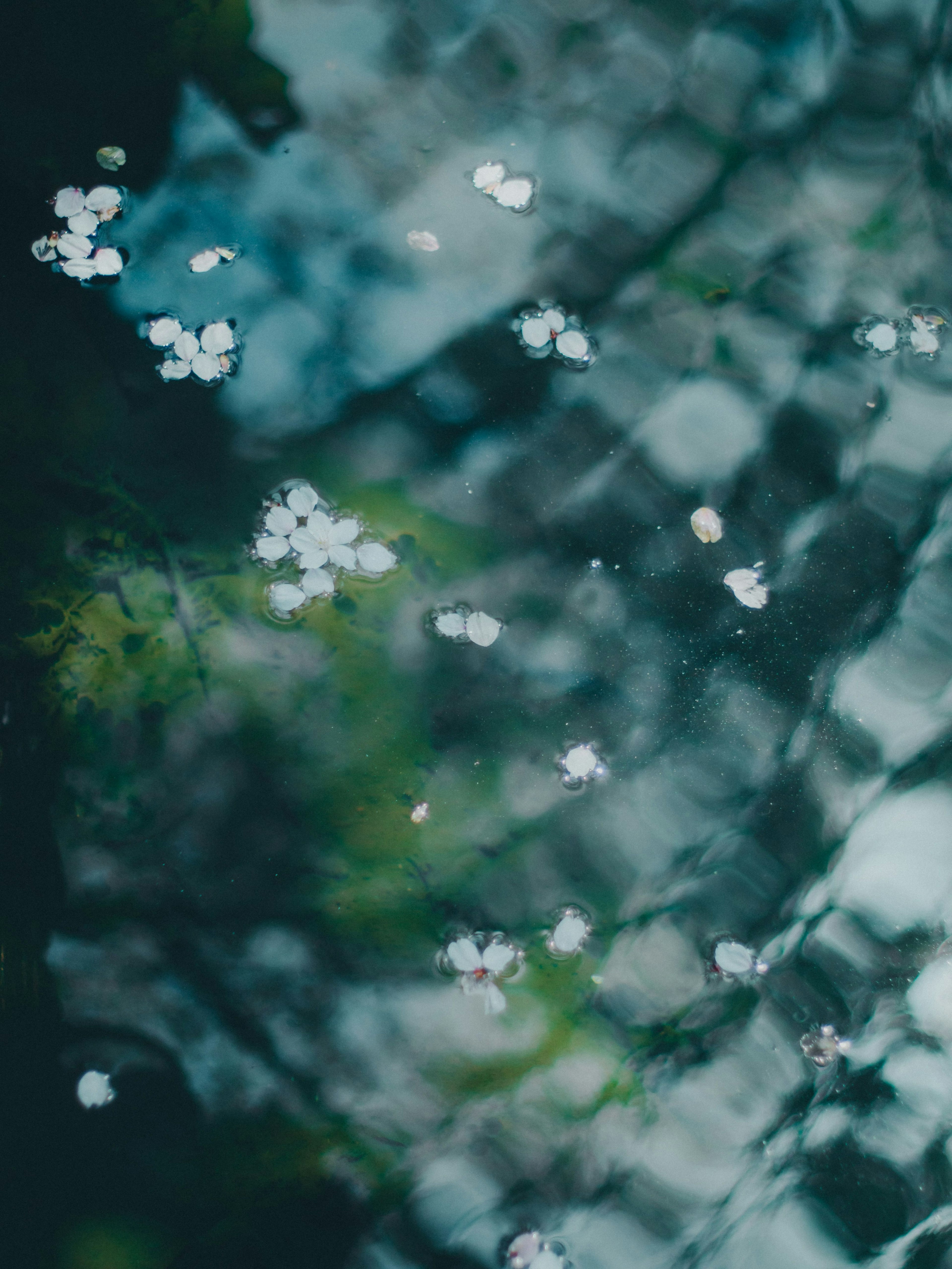 水面上漂浮的樱花花瓣与绿色倒影