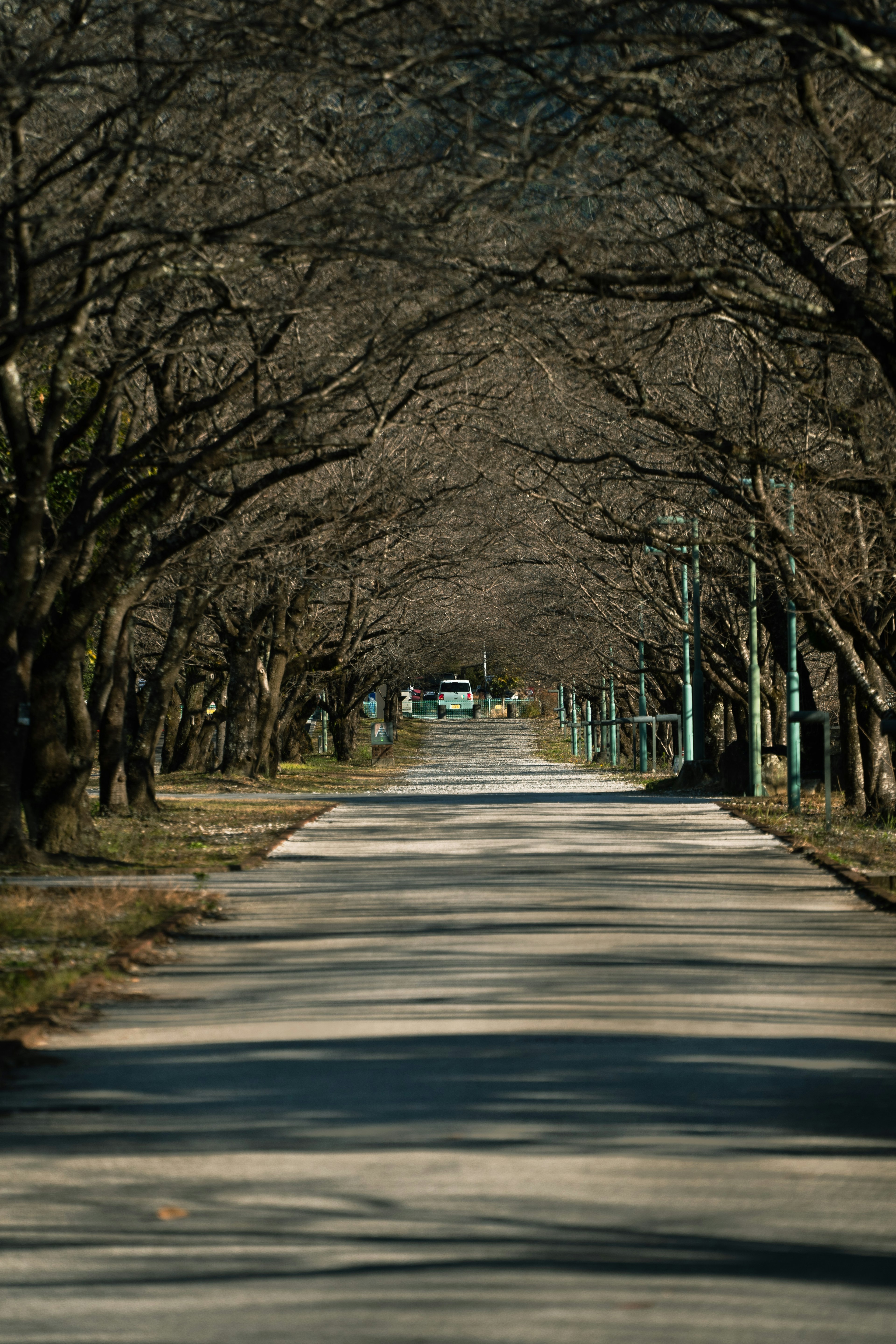 冬の木々が並ぶ静かな道