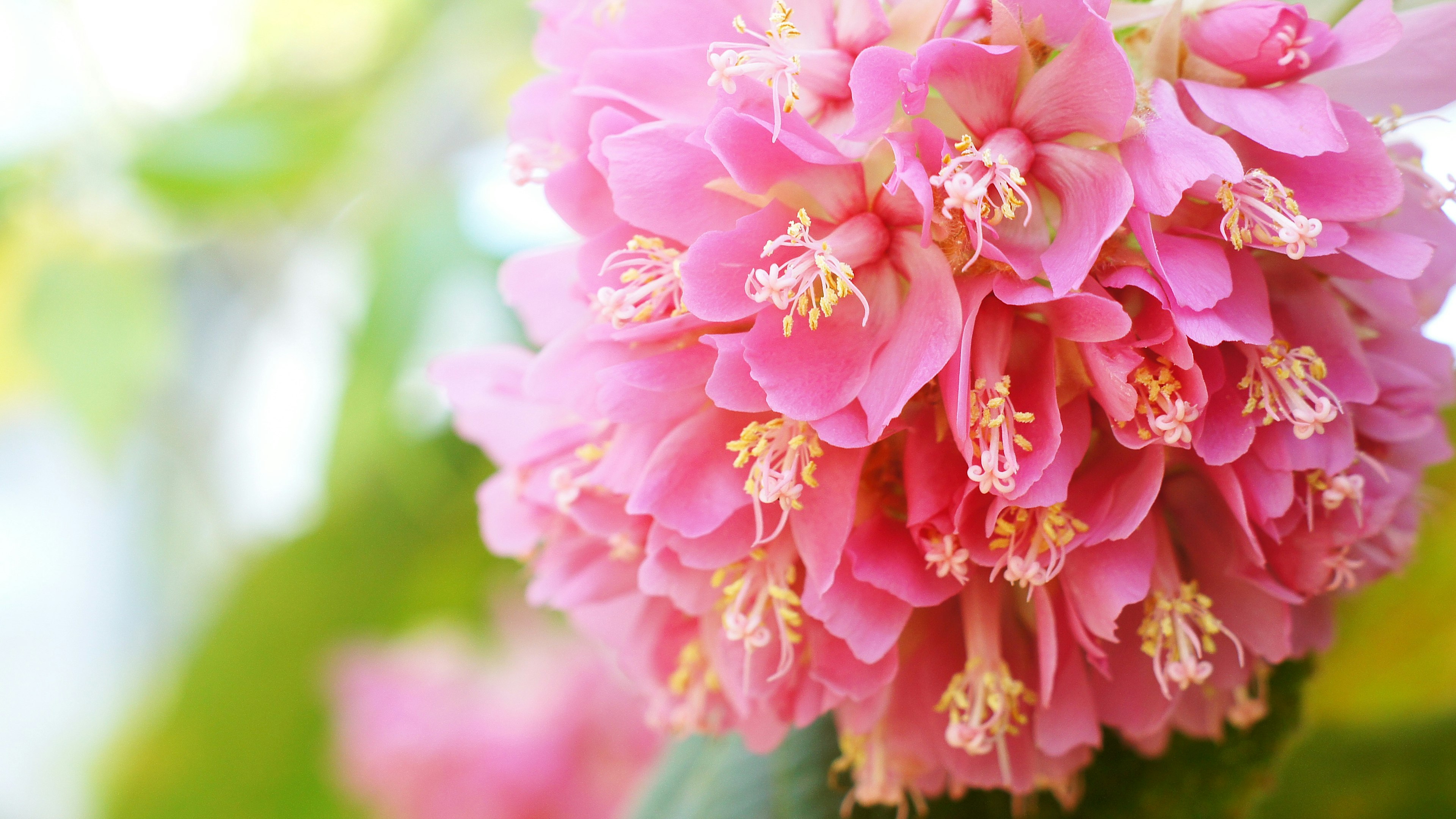 Nahaufnahme eines lebhaften rosa Blumenclusters