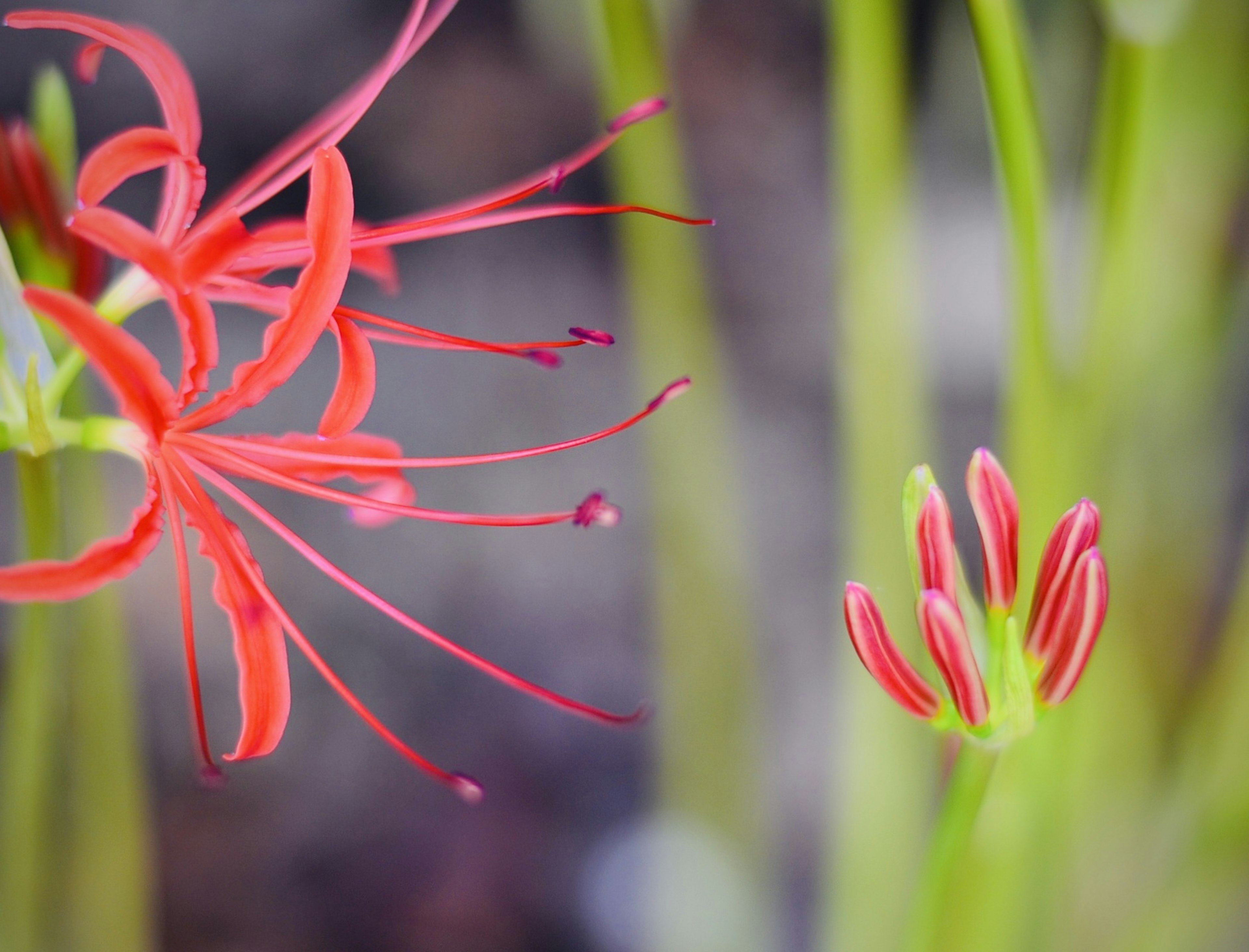 Close-up of red flowers and buds in a natural setting