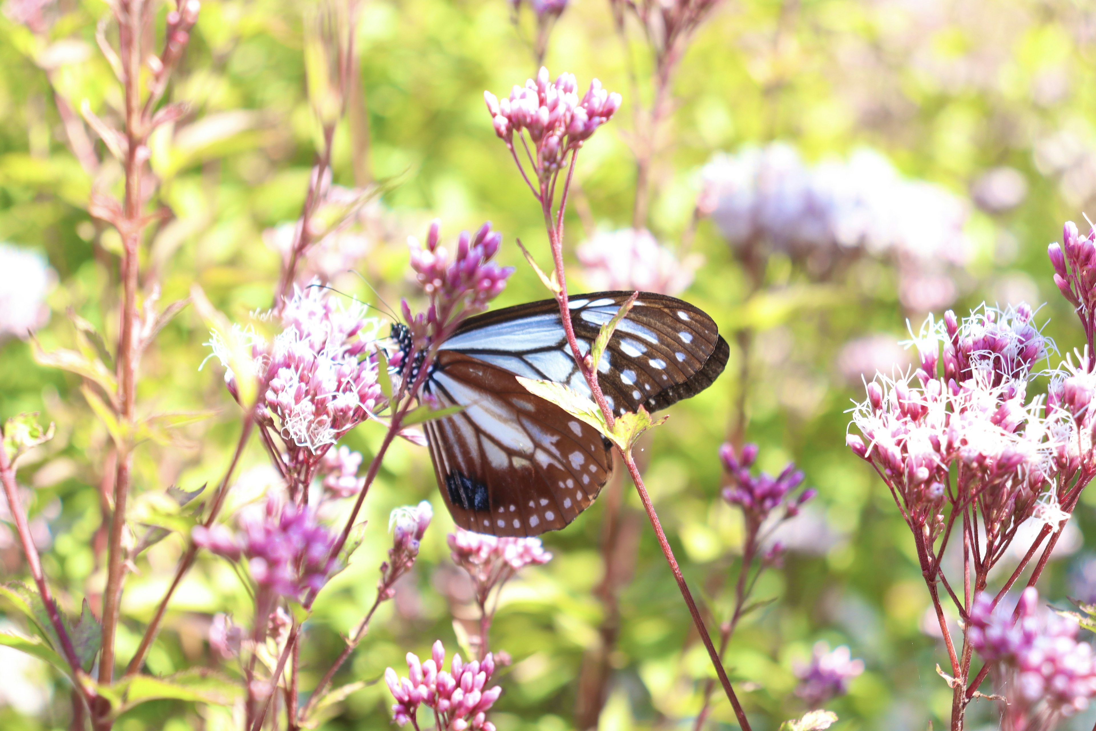 A beautiful butterfly perched among pink flowers