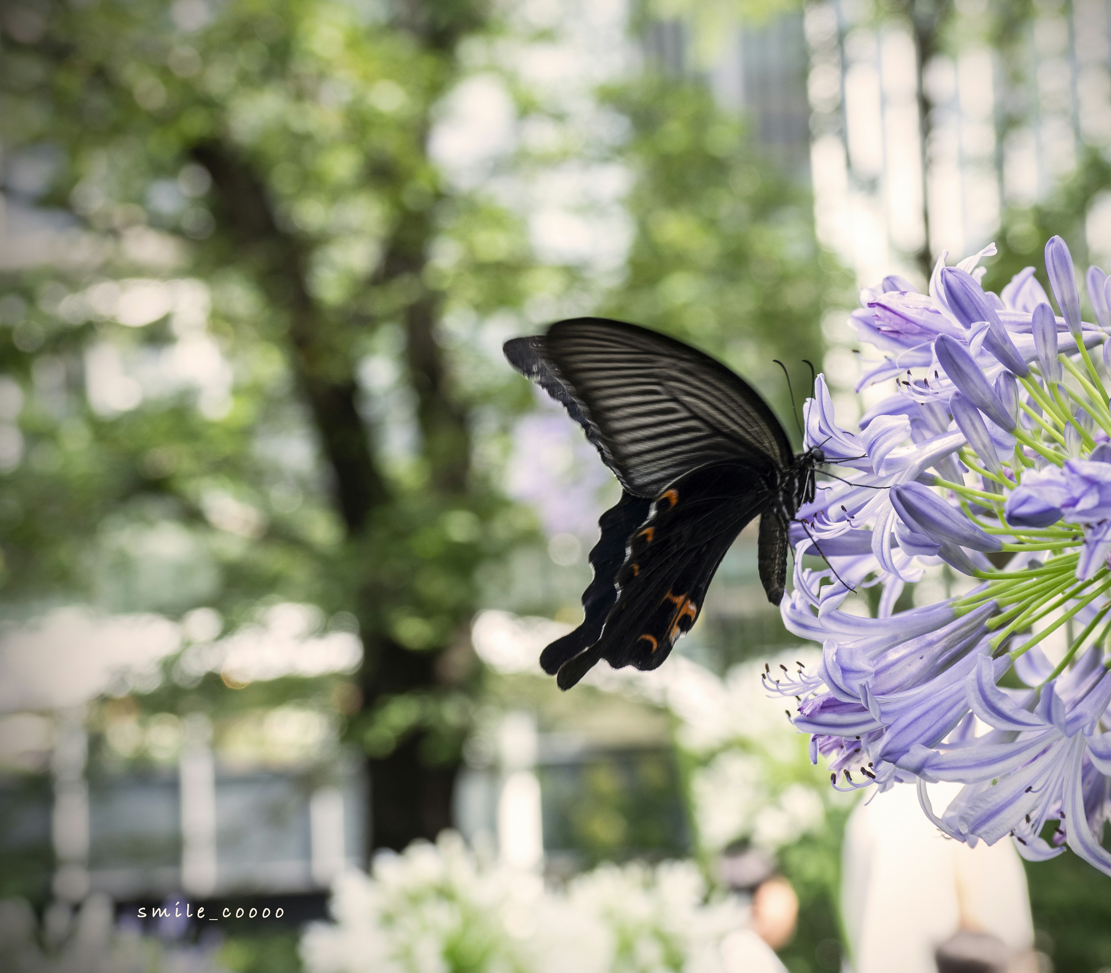 Una mariposa negra posada sobre una flor morada en un jardín vibrante