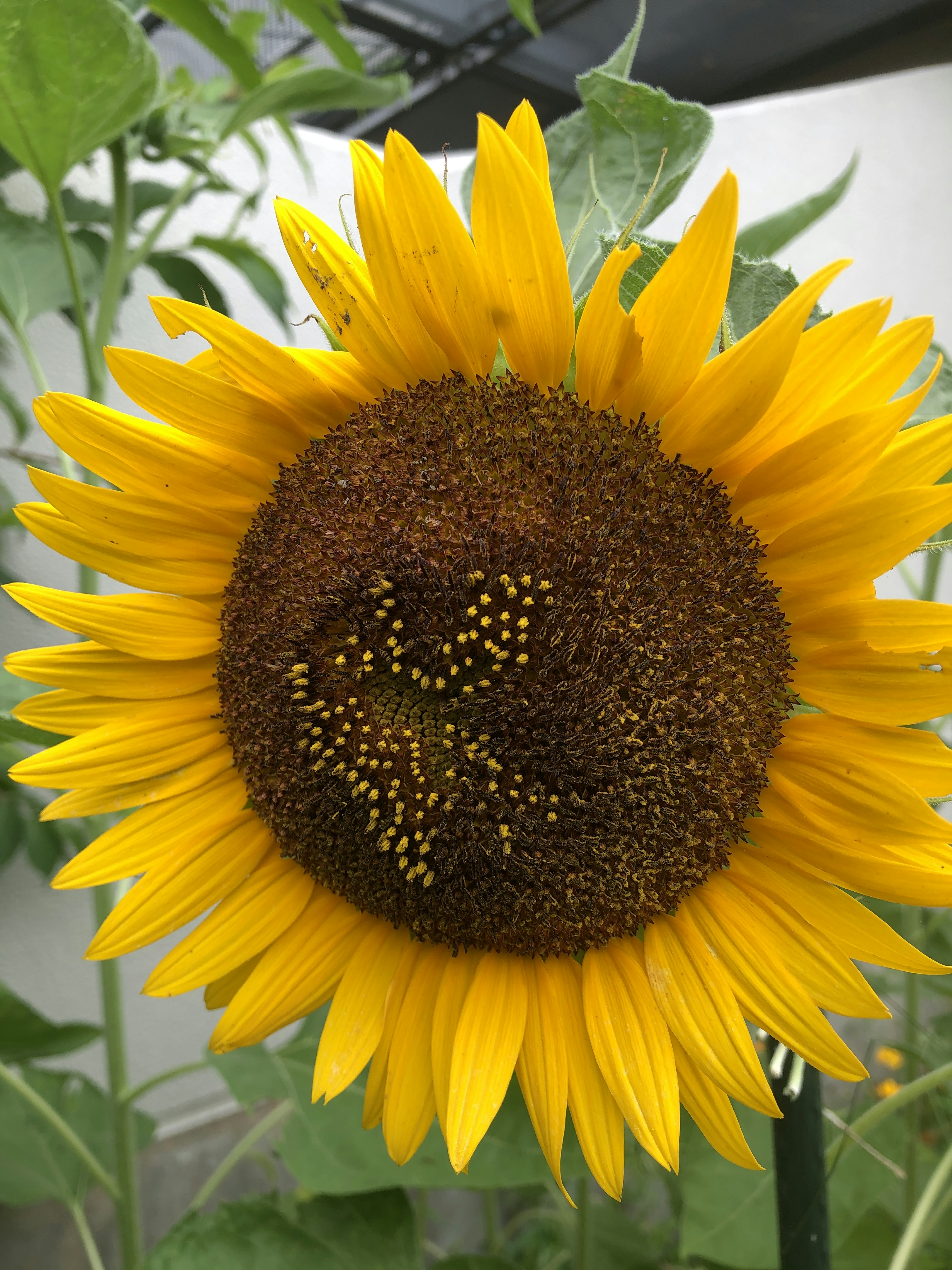 鮮やかな黄色のひまわりの花が中心にあり、周りには緑の葉が見える