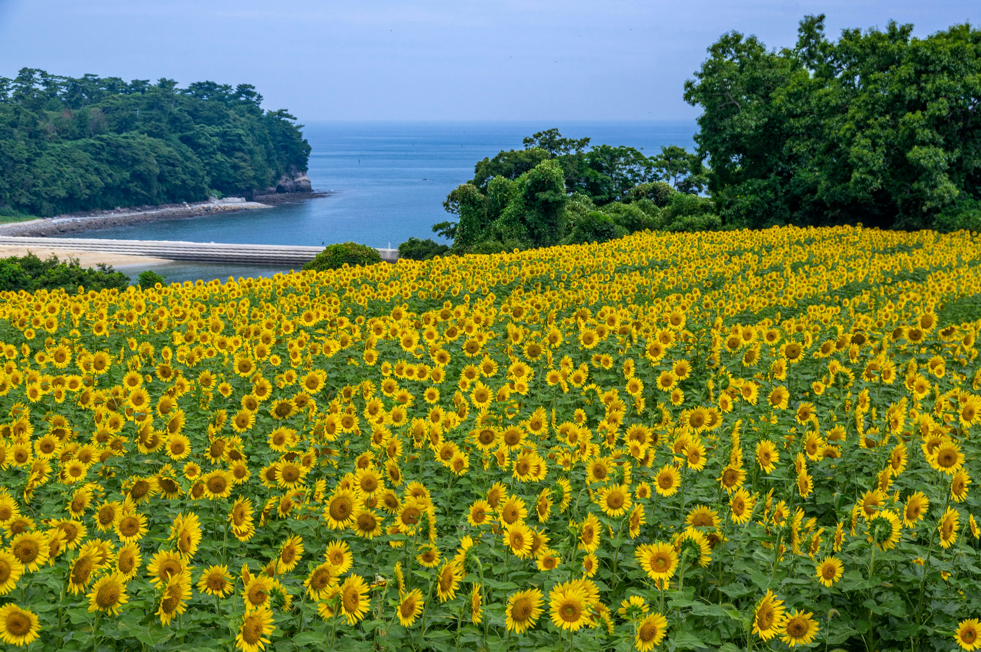 青い海と緑の木々に囲まれたひまわり畑の風景