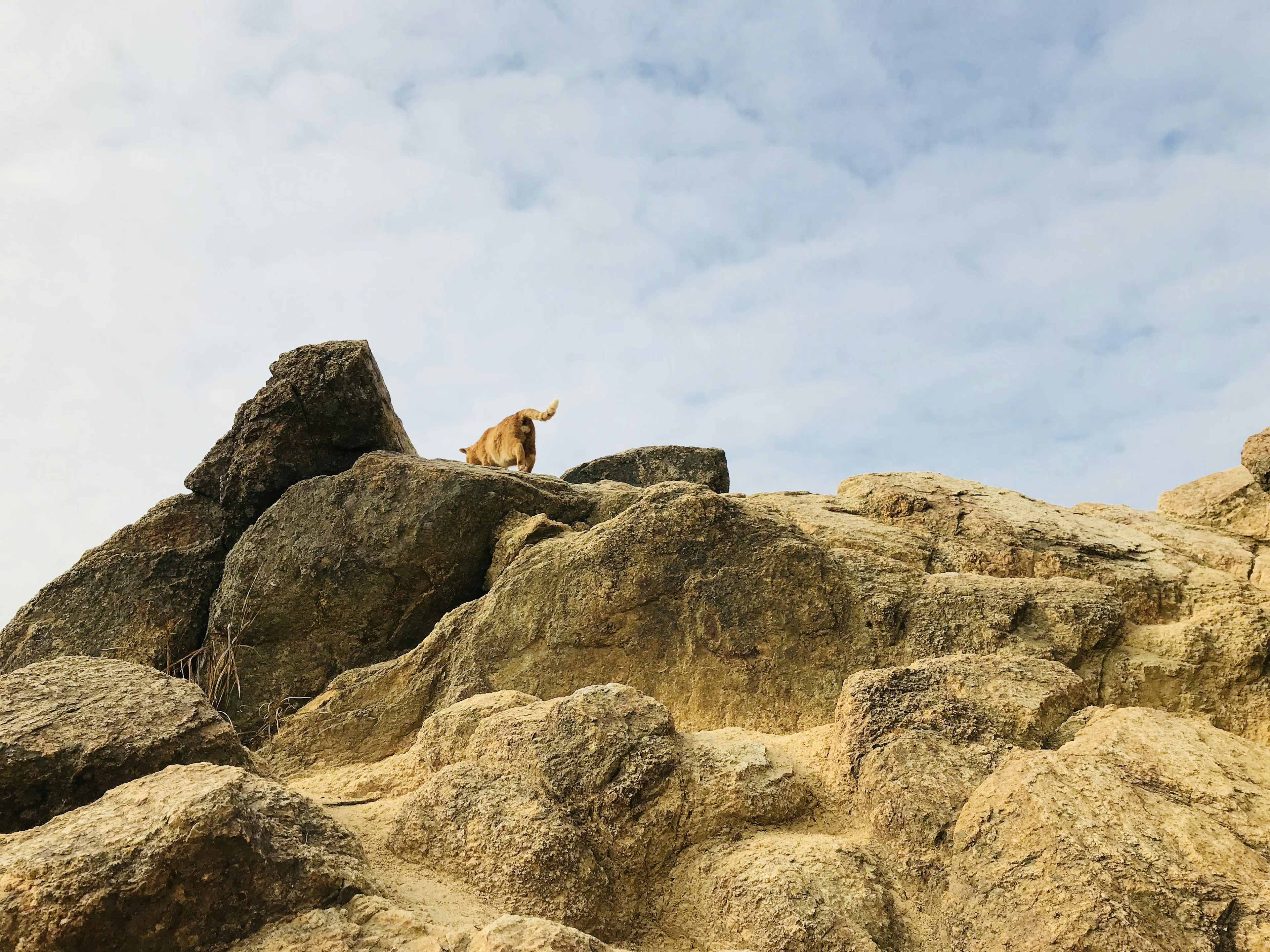 Un gatto in cima a una roccia con uno sfondo di cielo blu