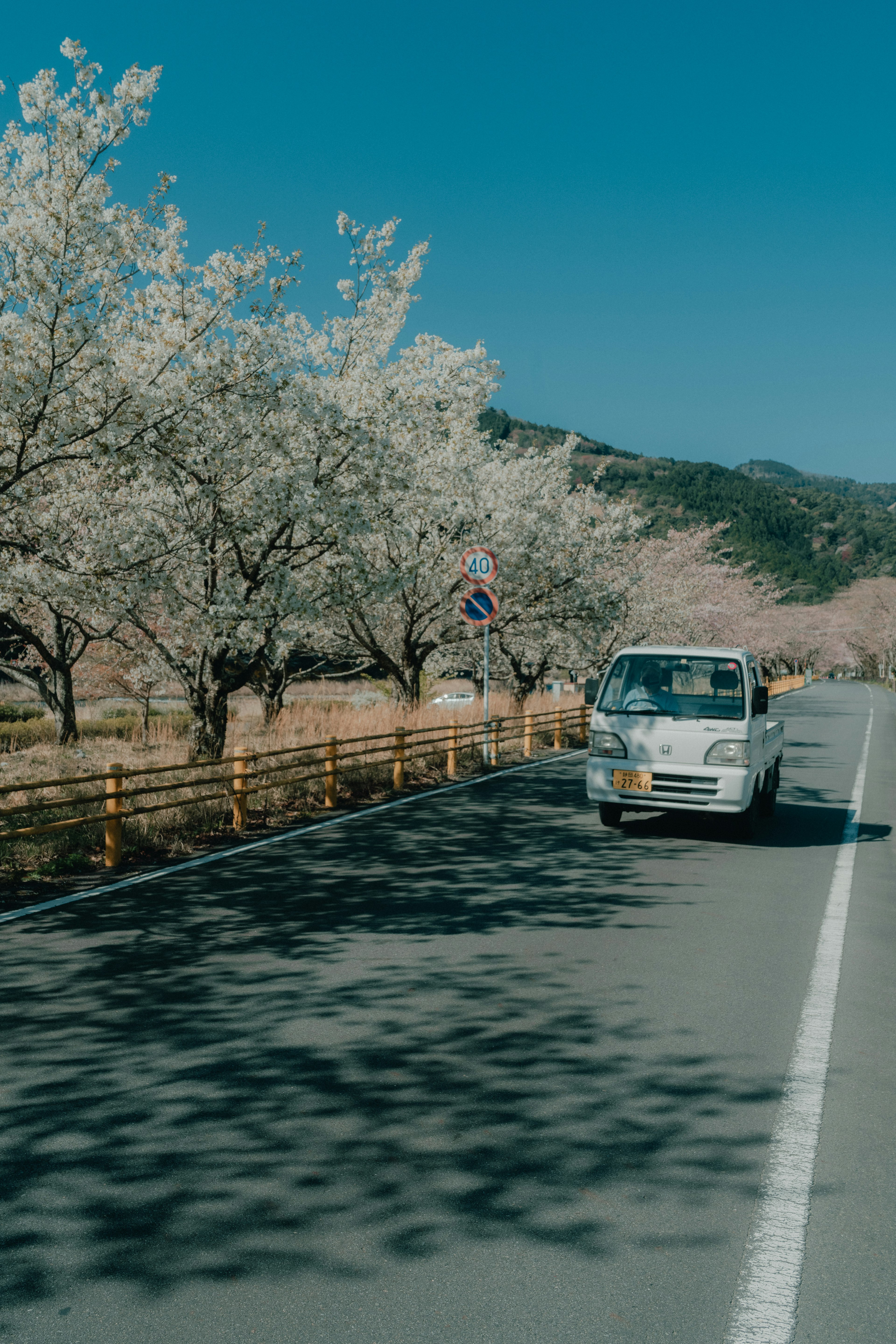 White vehicle driving on a road lined with cherry blossom trees and a clear blue sky