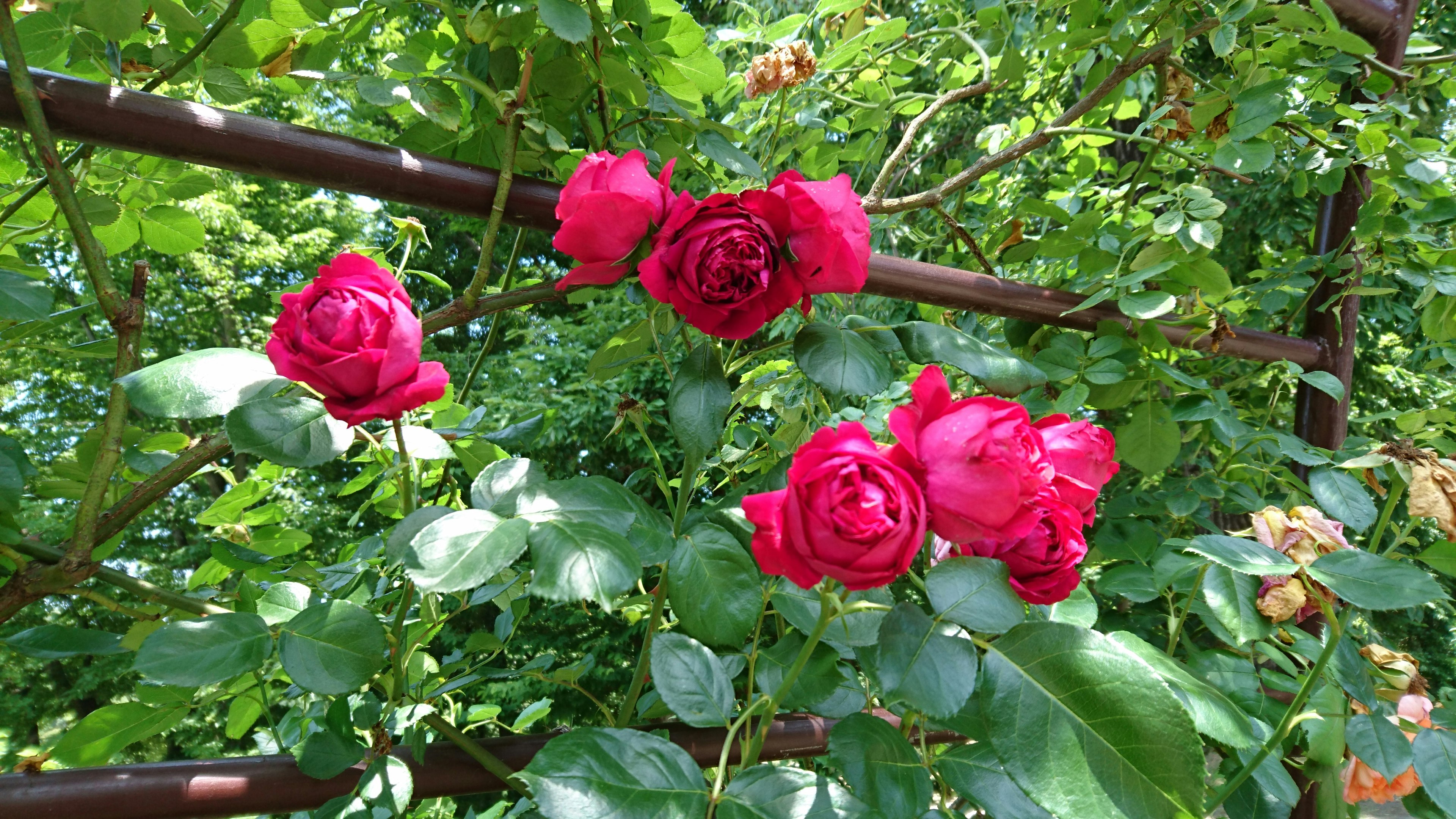 Hermosas rosas rojas floreciendo entre hojas verdes exuberantes