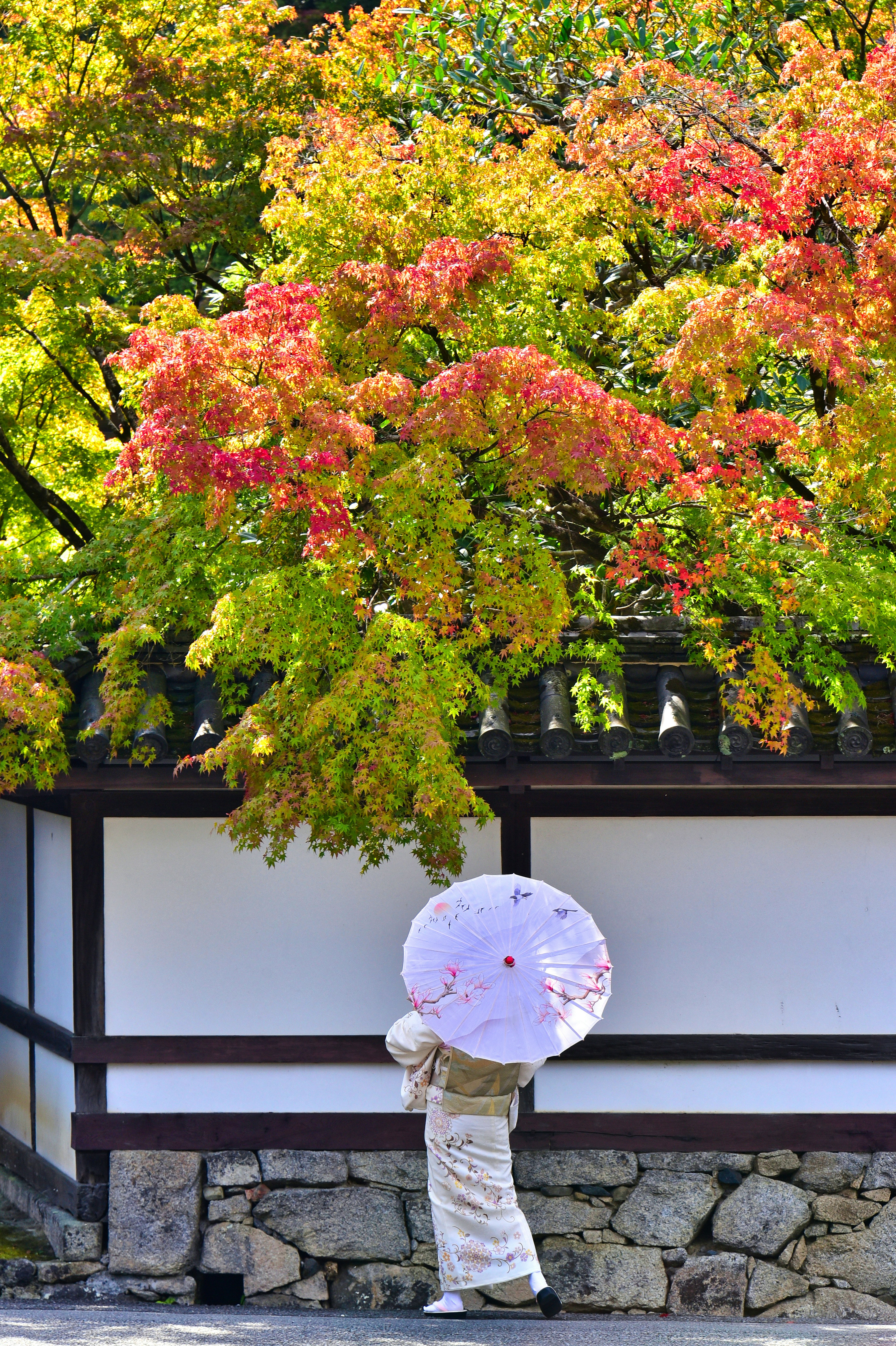 Frau im Kimono hält einen Schirm unter herbstlichem Laub