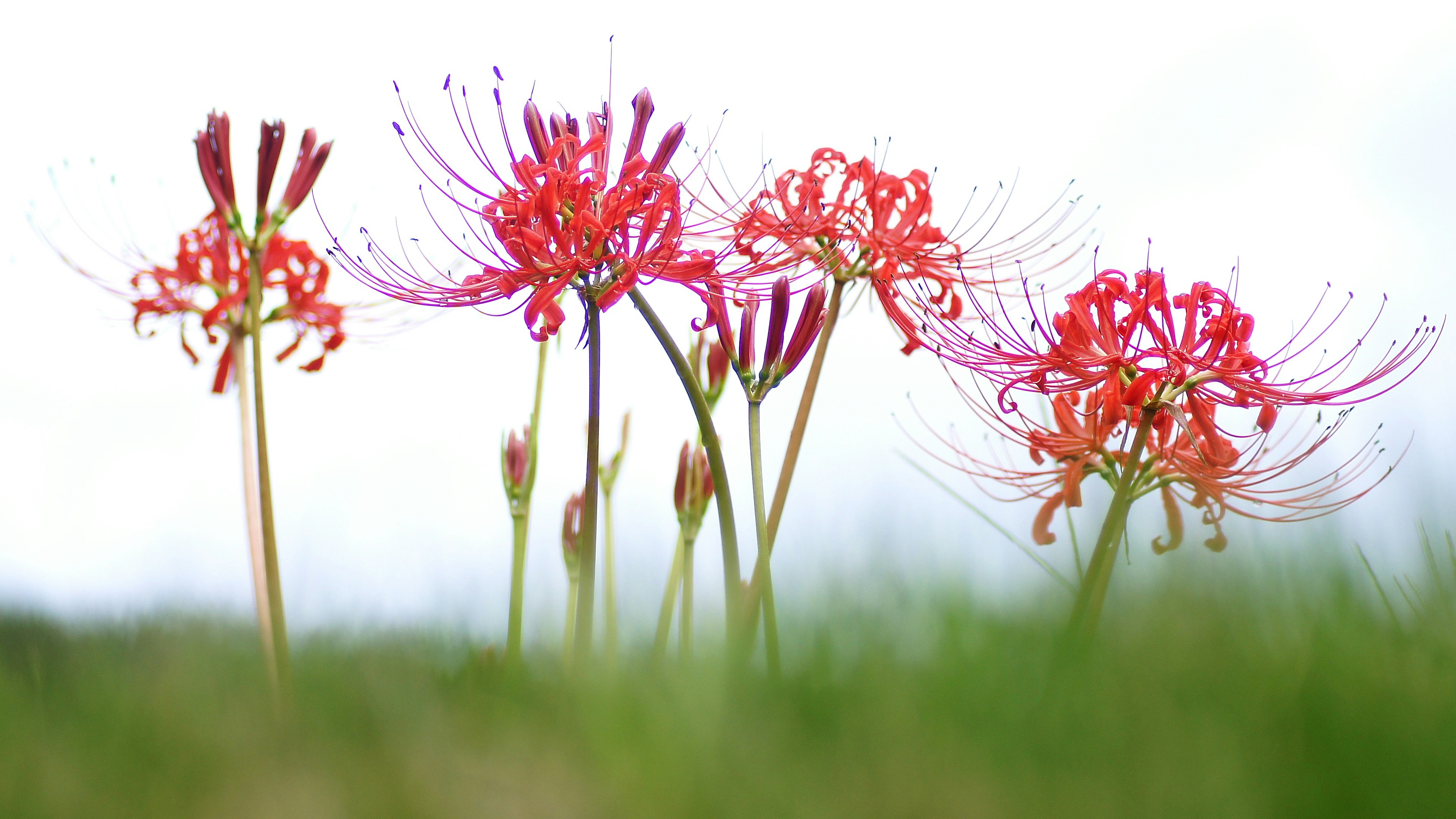 赤い花が咲いている風景で、緑の草の中に立っている