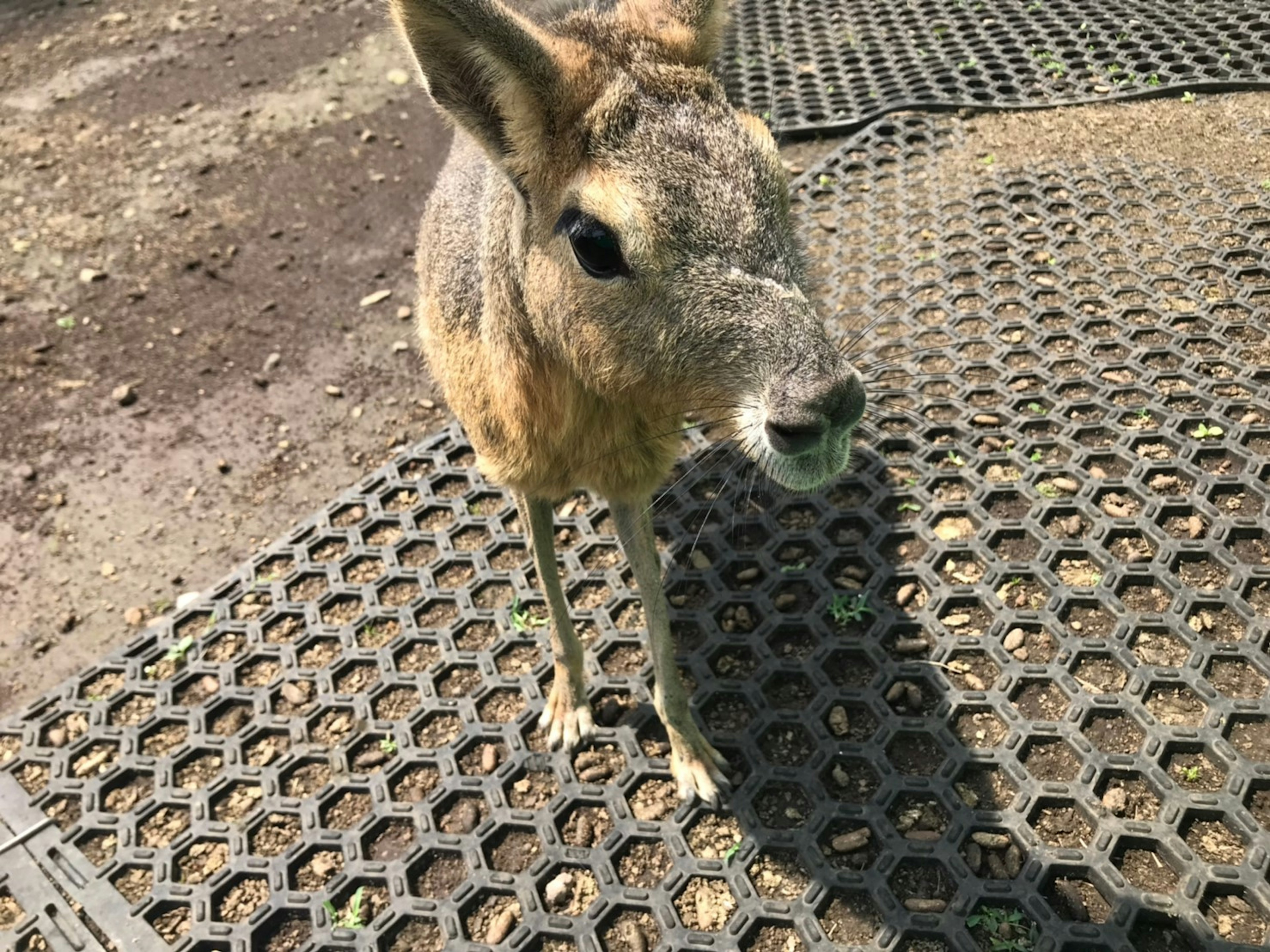 A small deer standing on a textured rubber mat