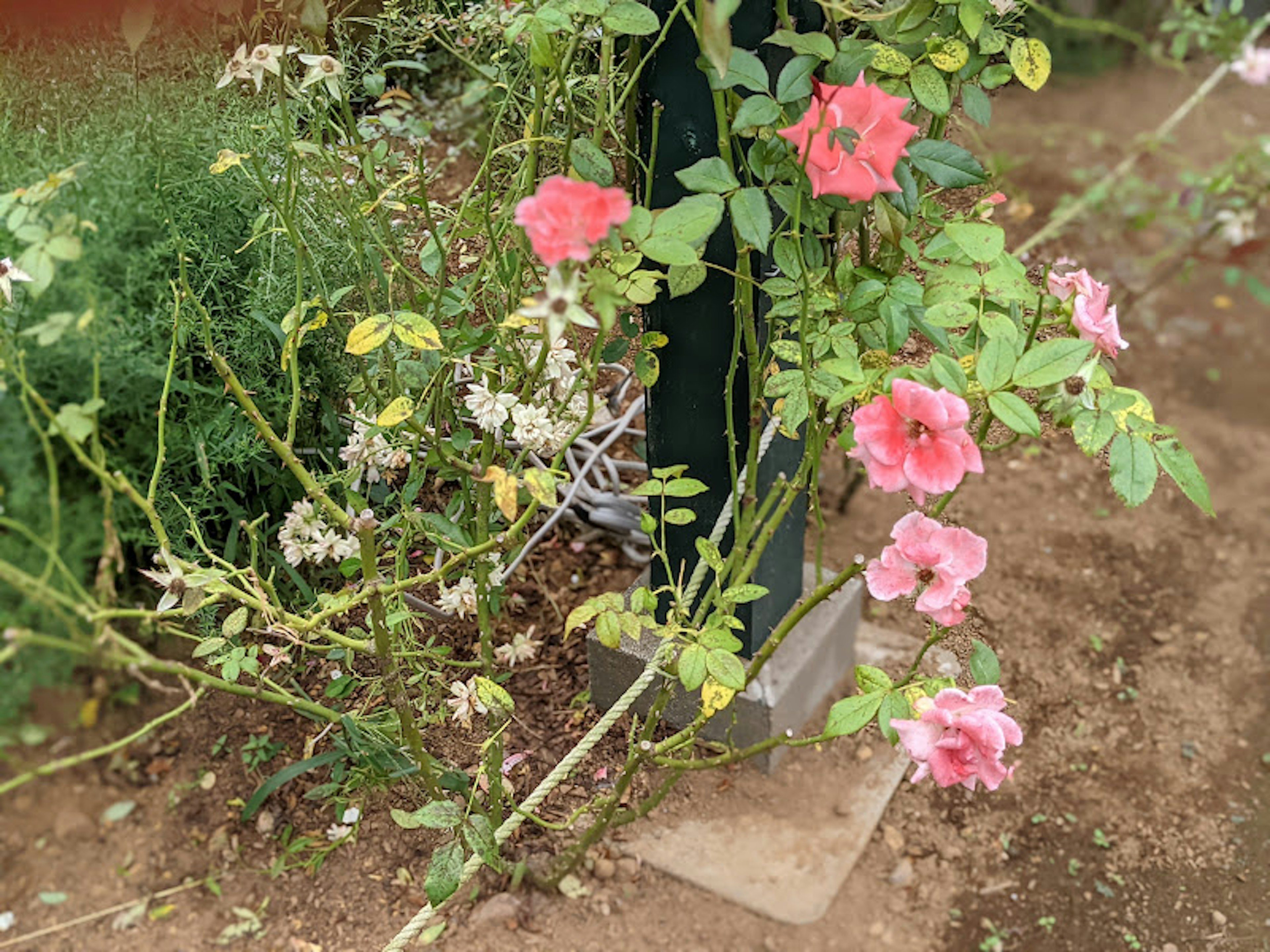 Una sección de un jardín con rosas florecidas de varios colores junto a hojas verdes