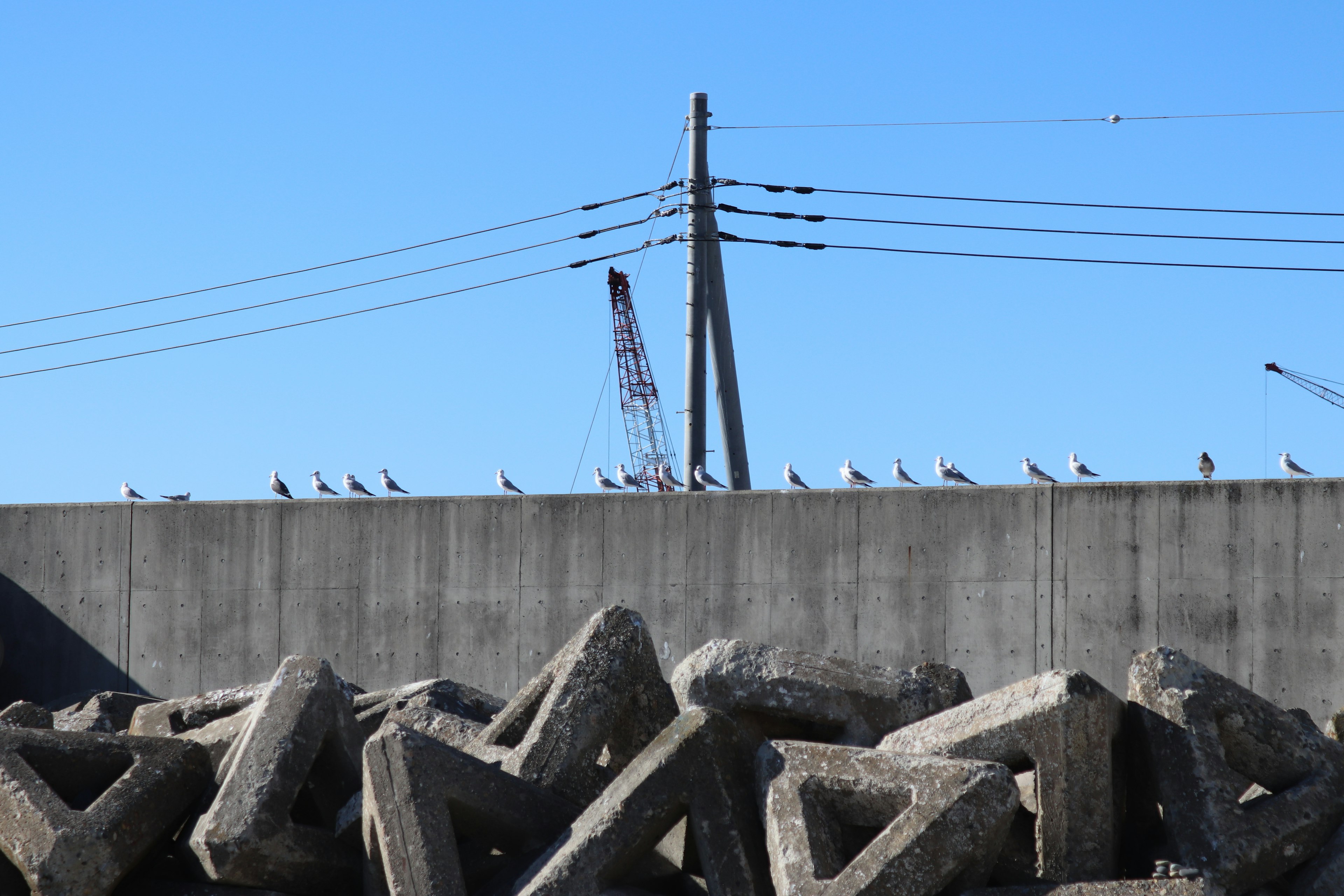 Birds perched on a concrete barrier against a clear blue sky