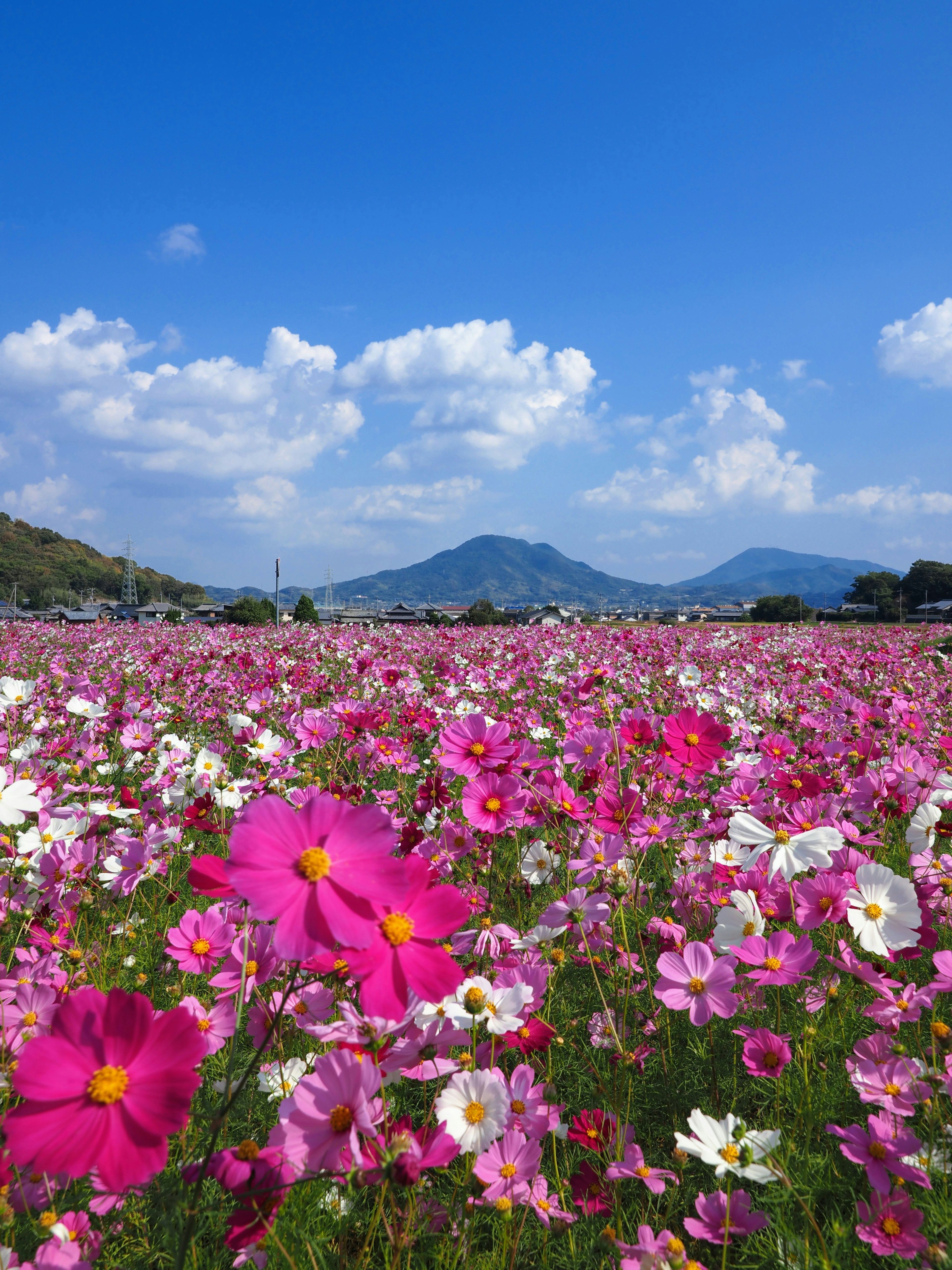 广阔的花田，色彩缤纷的花朵在蓝天下绽放