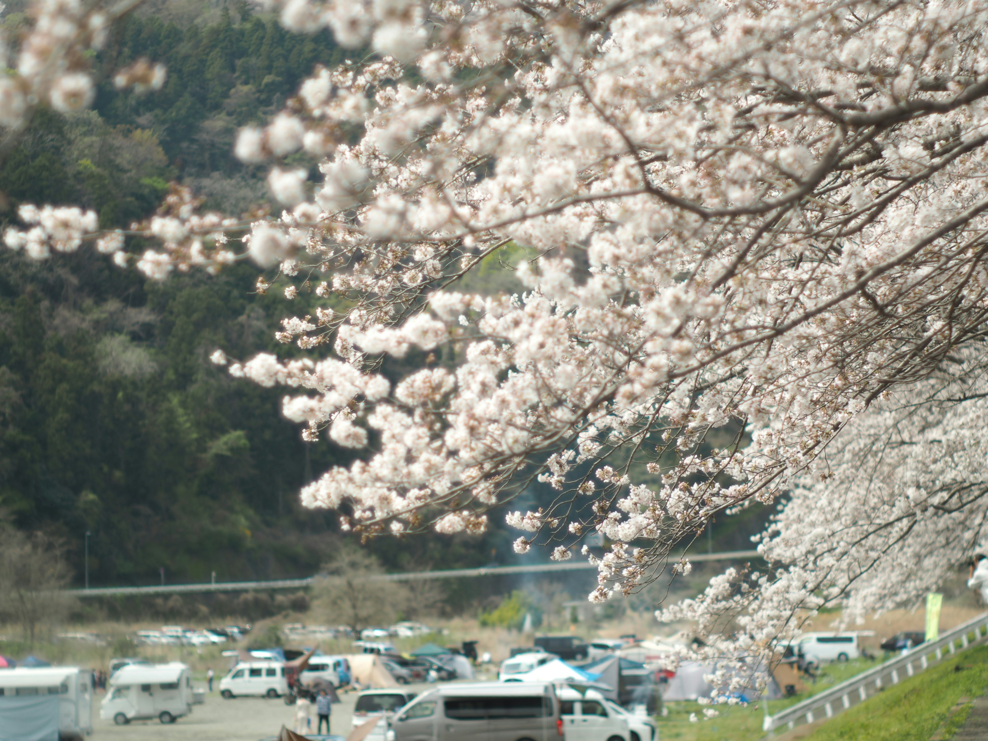 桜の花が咲いている風景と駐車場