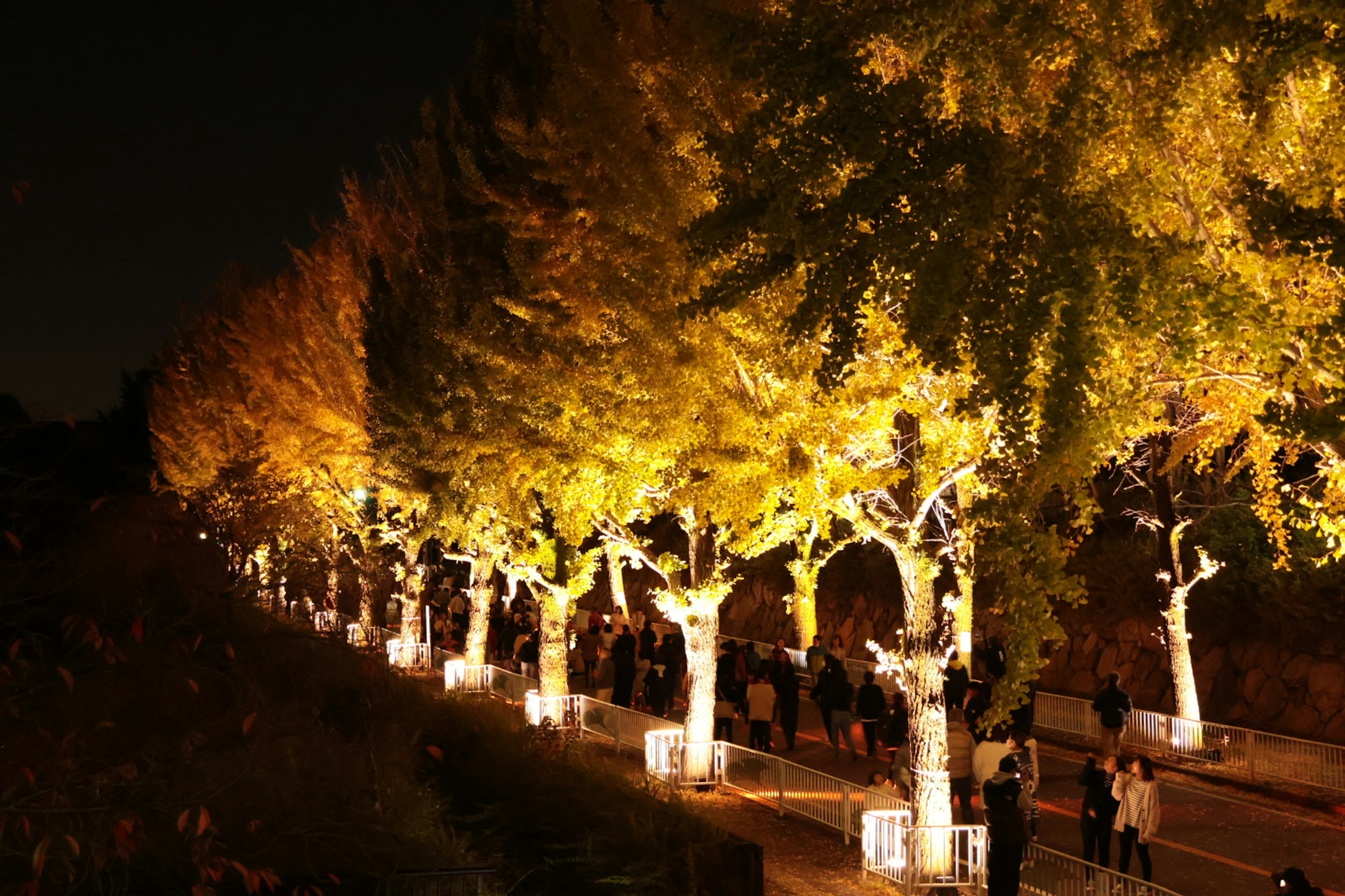 Illuminated ginkgo tree-lined path at night