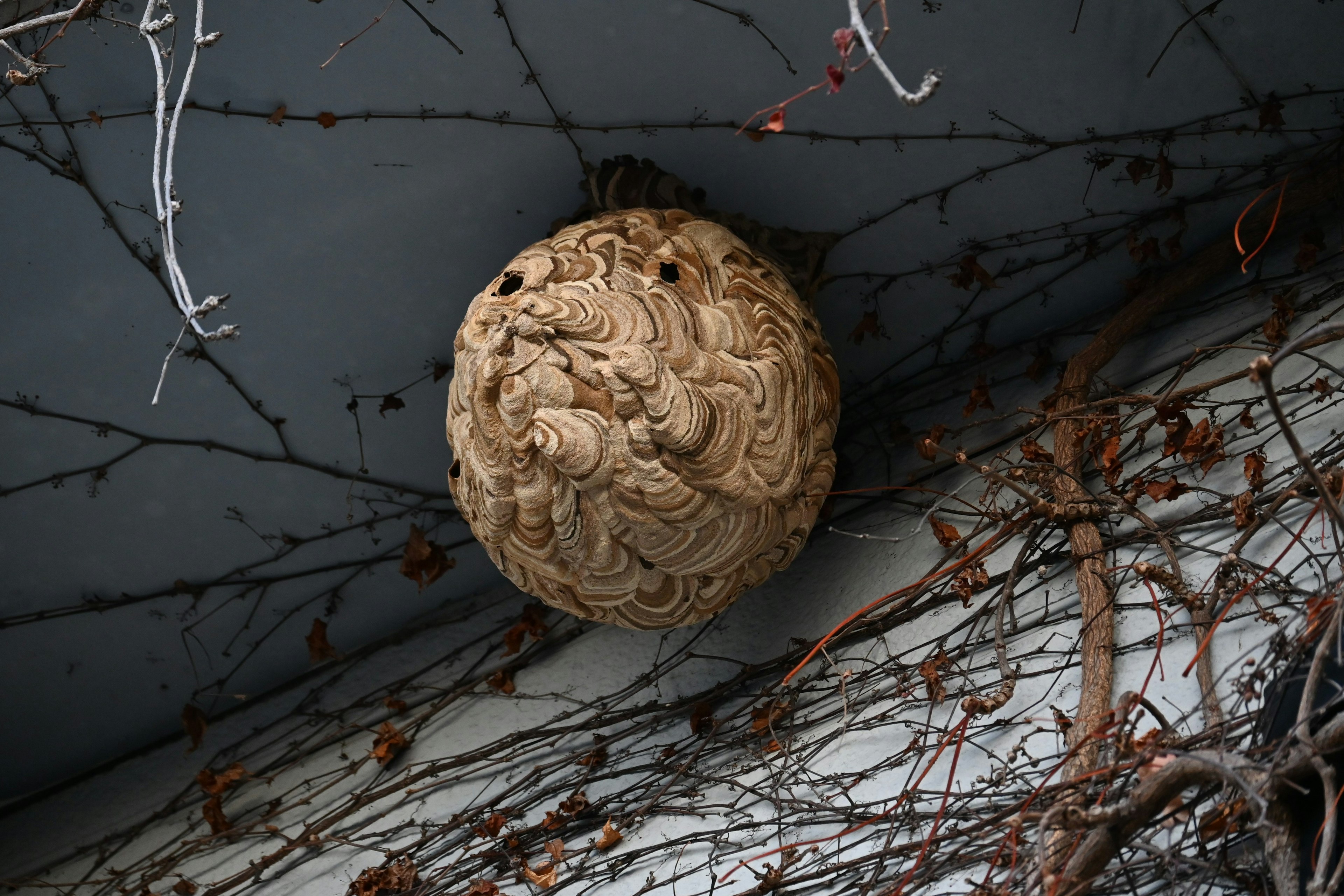 Unique shaped nest hanging on the wall surrounded by vines