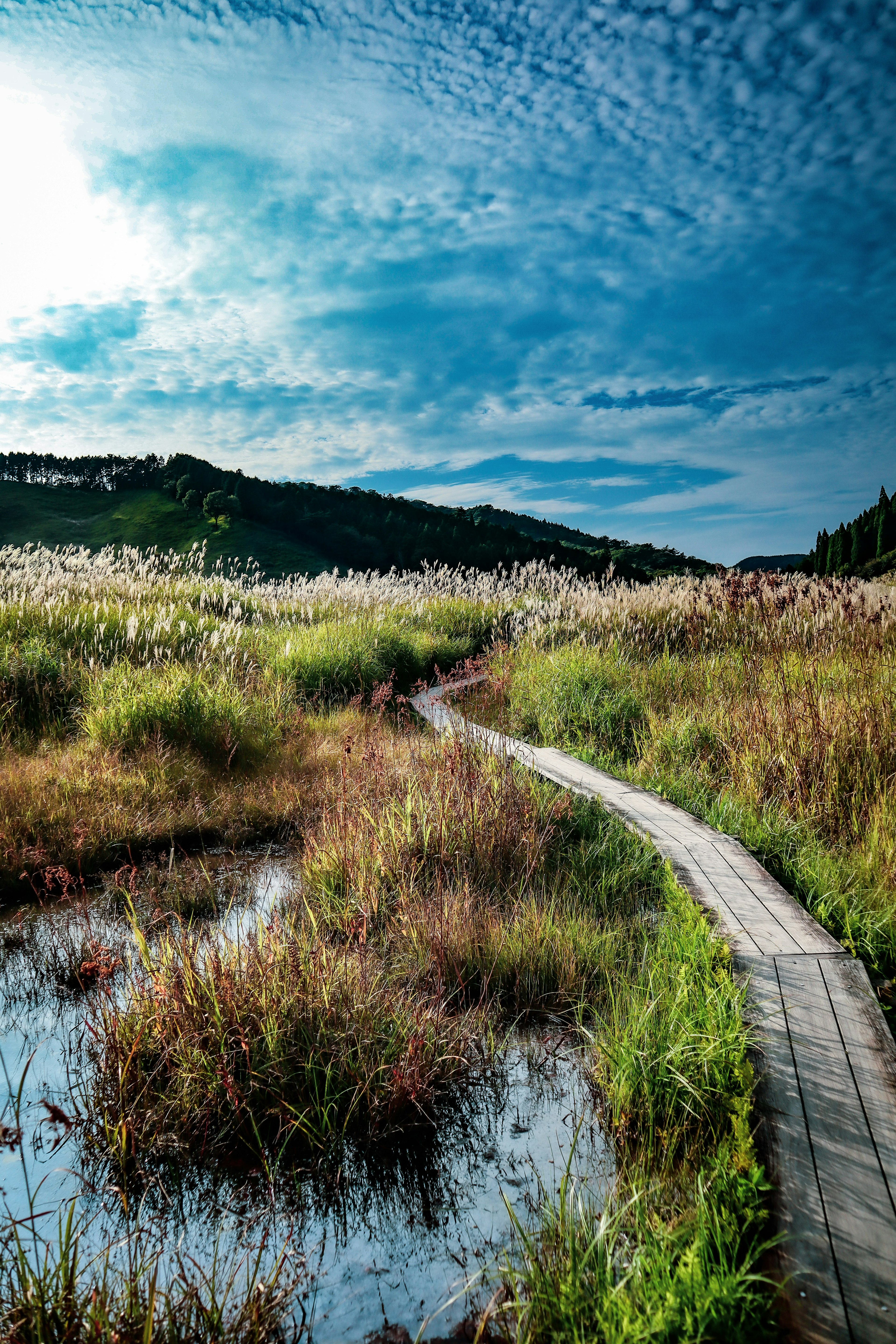 Wooden pathway winding through a wetland under a blue sky